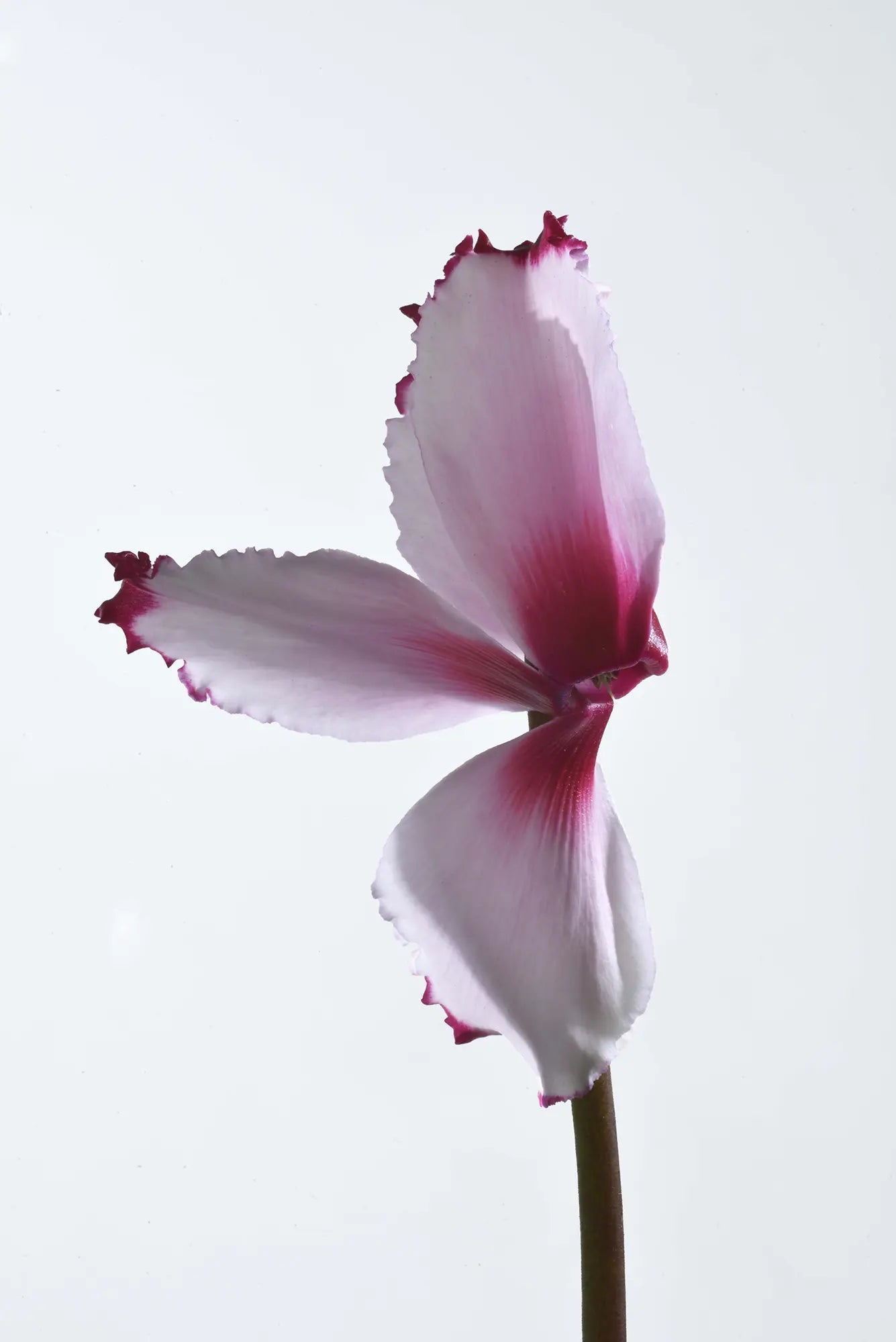 HALIOS® VICTORIA 50 Rose with eye