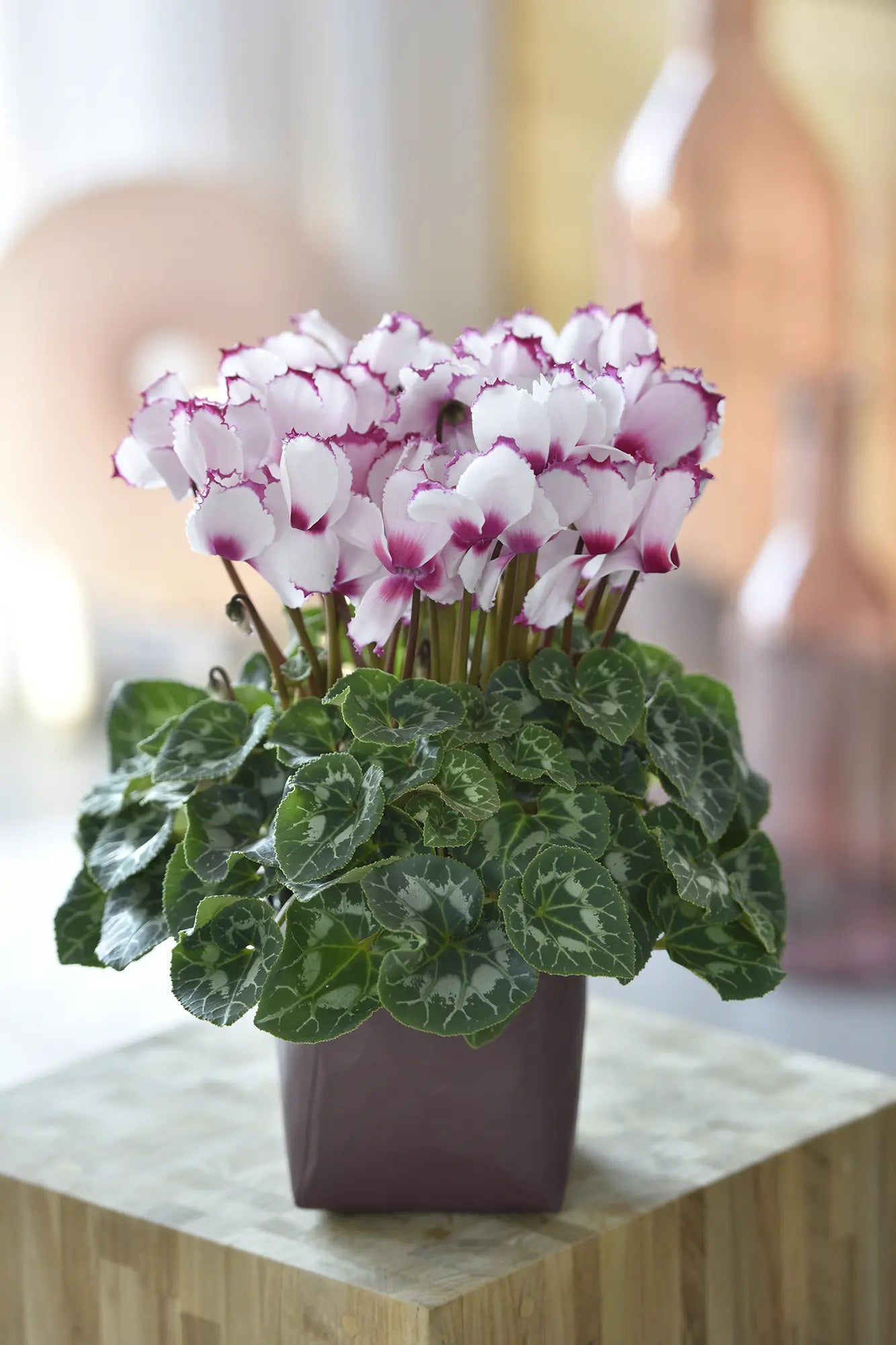 HALIOS® VICTORIA 50 Rose with eye