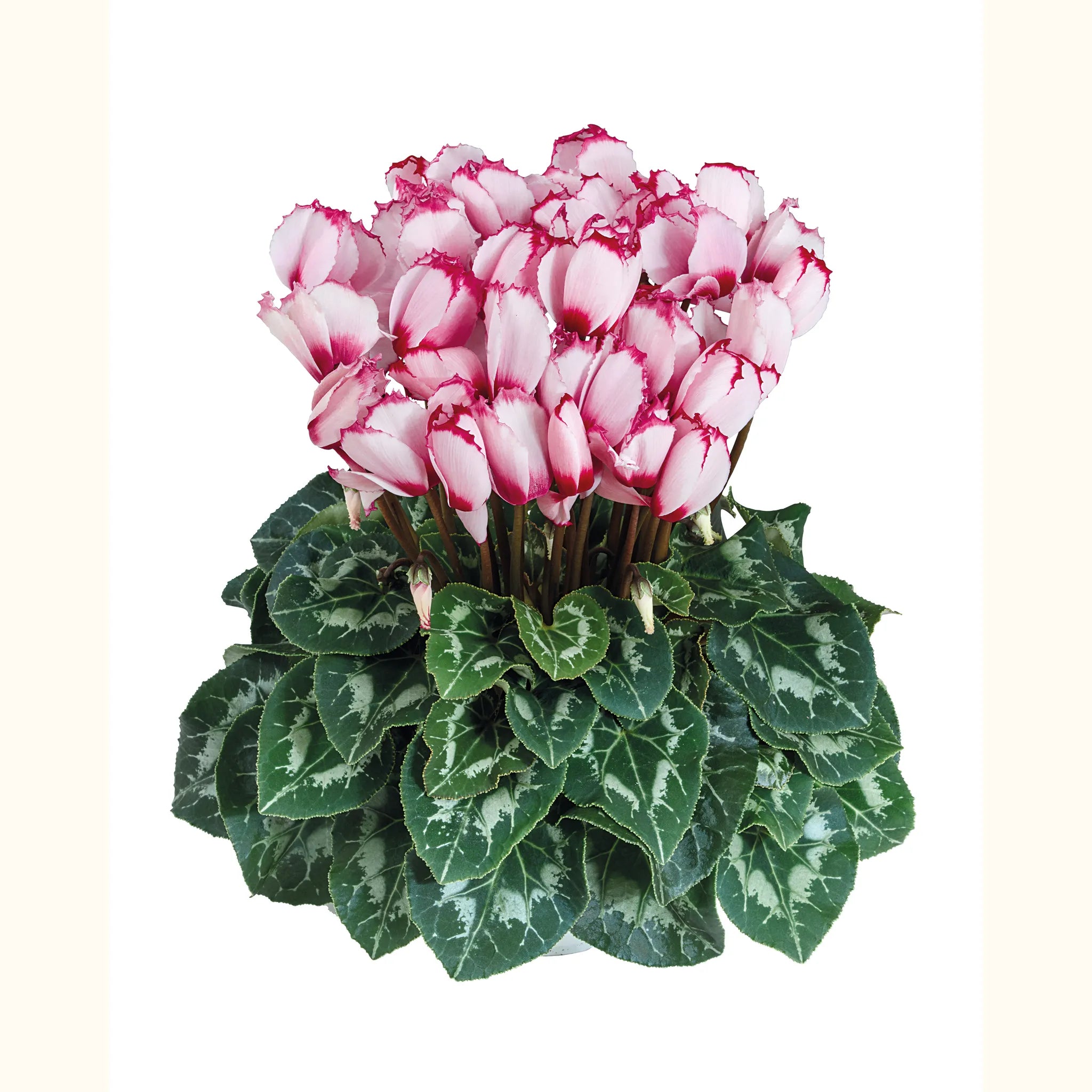 Halios® VICTORIA 50 Rose with eye