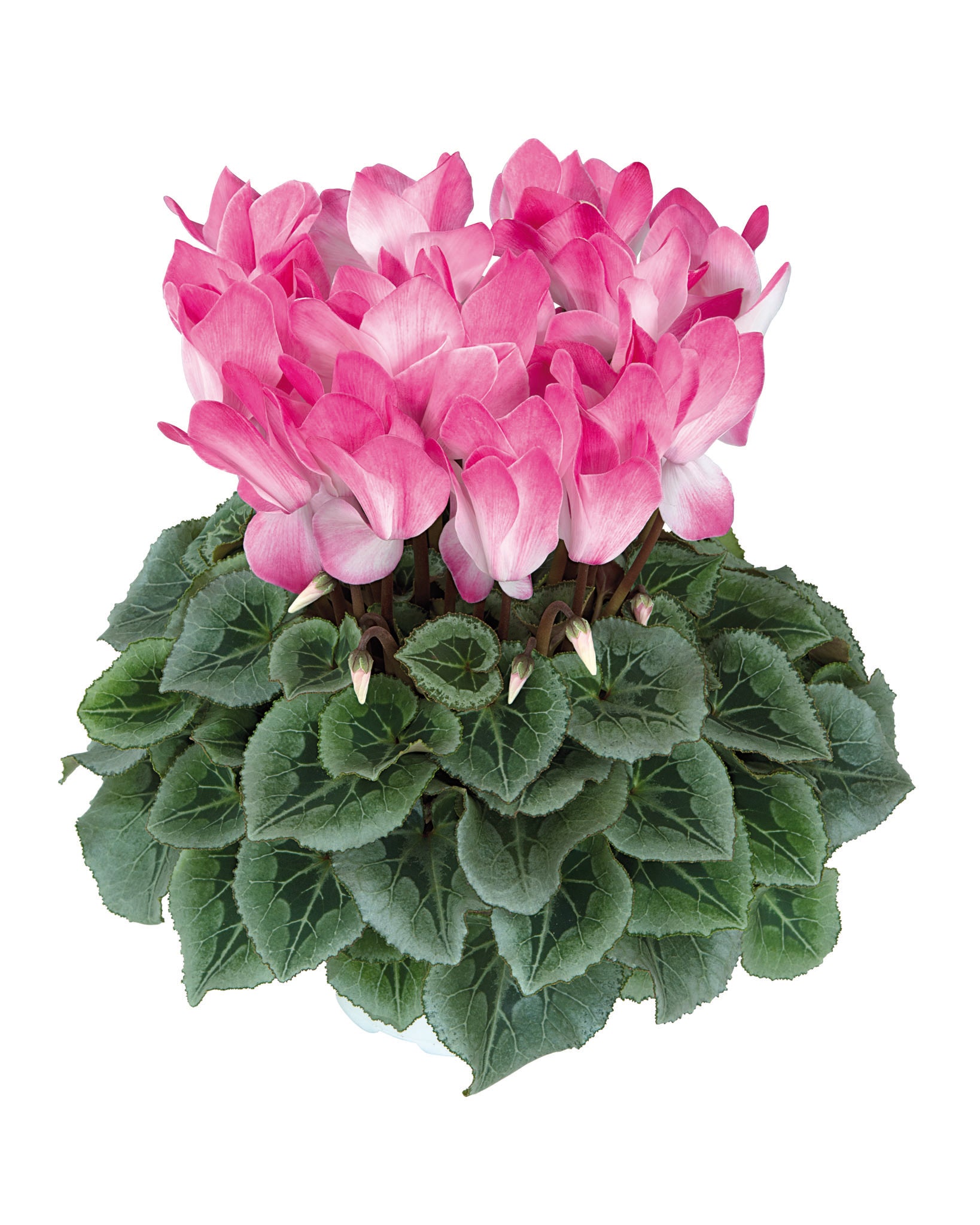 Halios® BLUSH Intense