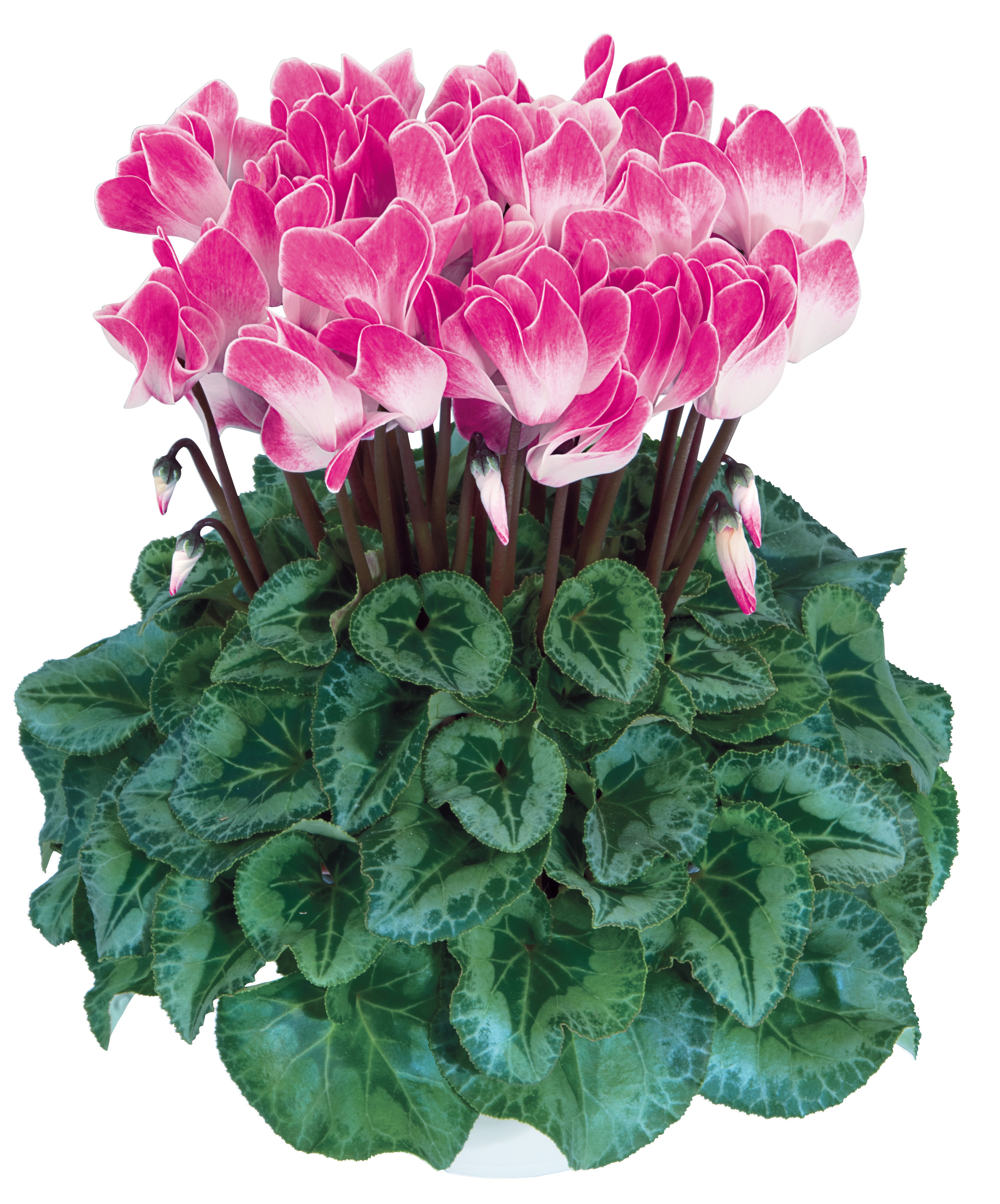 LATINIA® FUNFLAME® Magenta