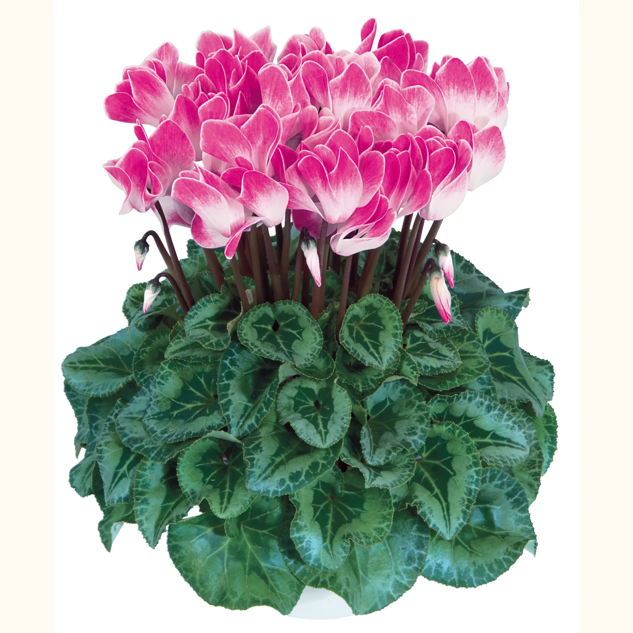 Halios® FUNFLAME® Magenta