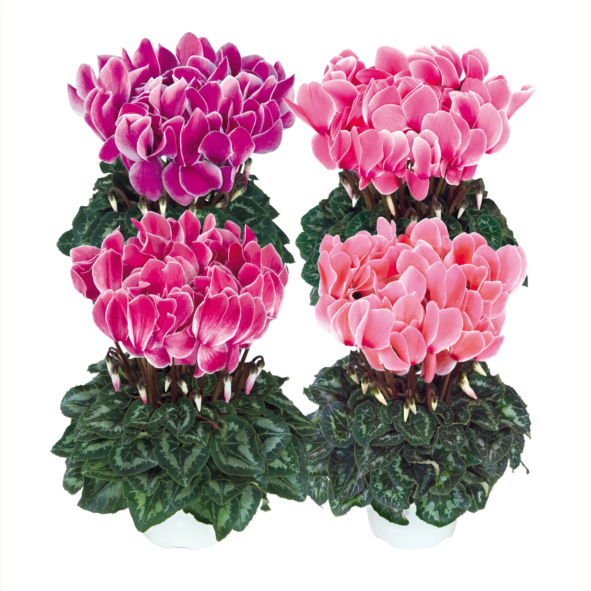 Halios® HD Flamed mix