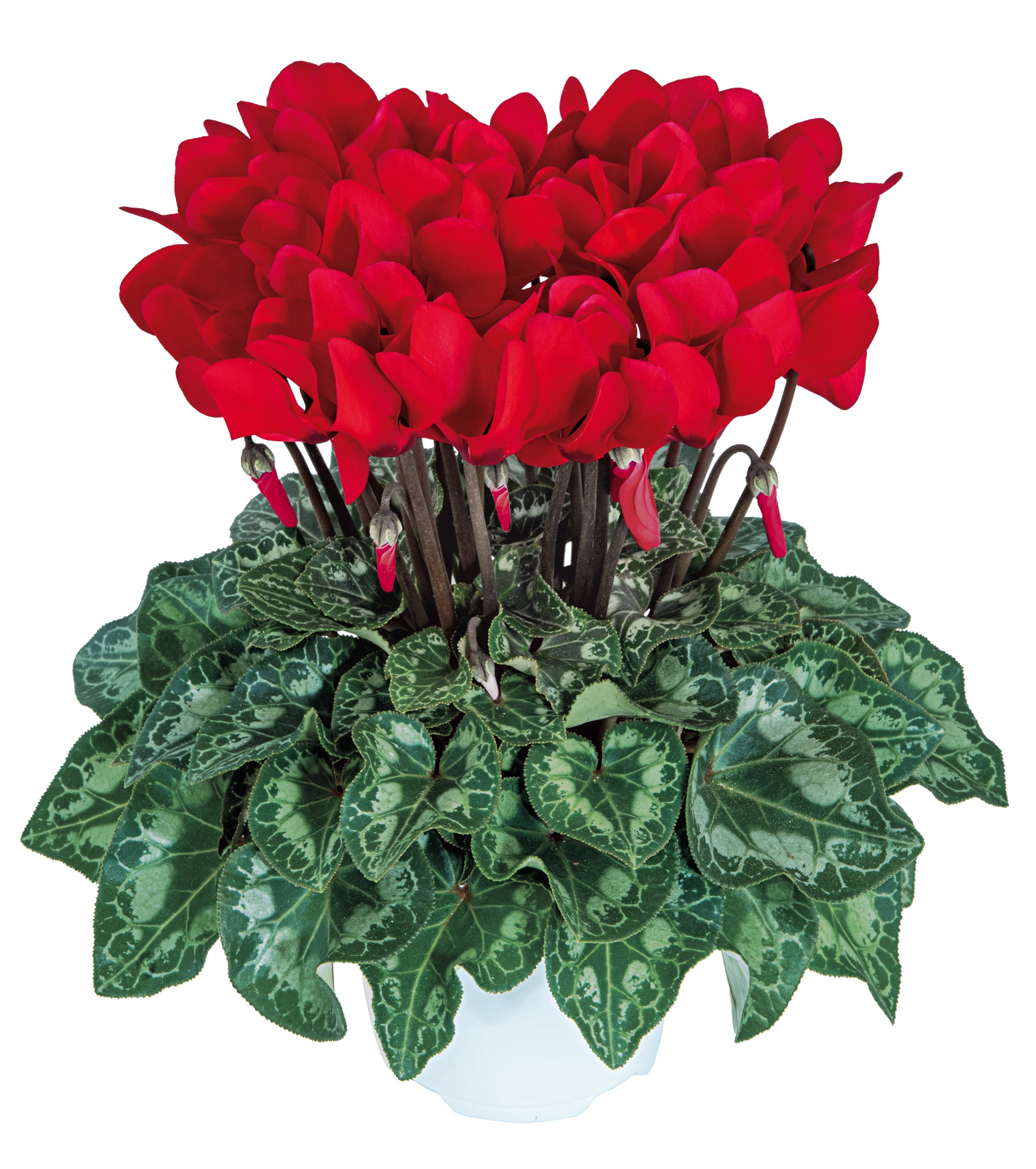 TIANIS® Bright red