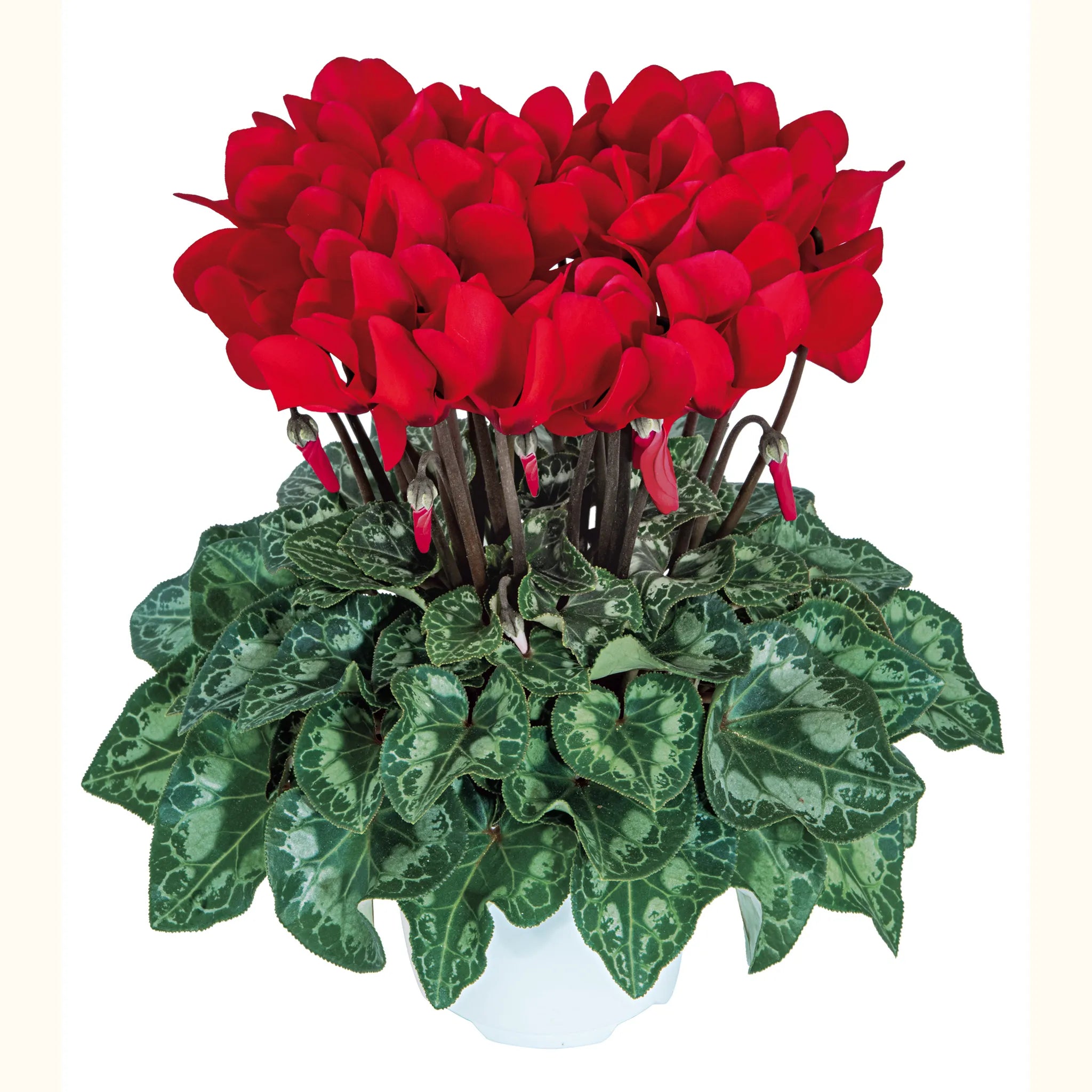 Tianis® Bright red