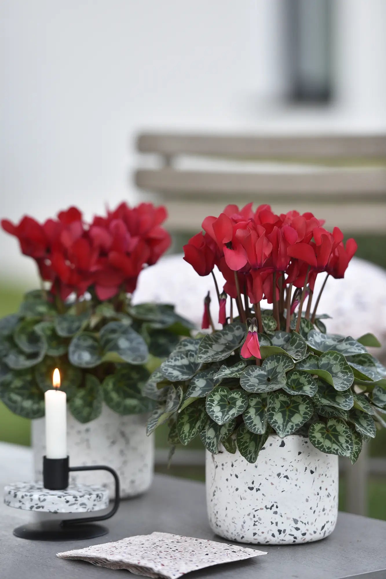 TIANIS® Scarlet red