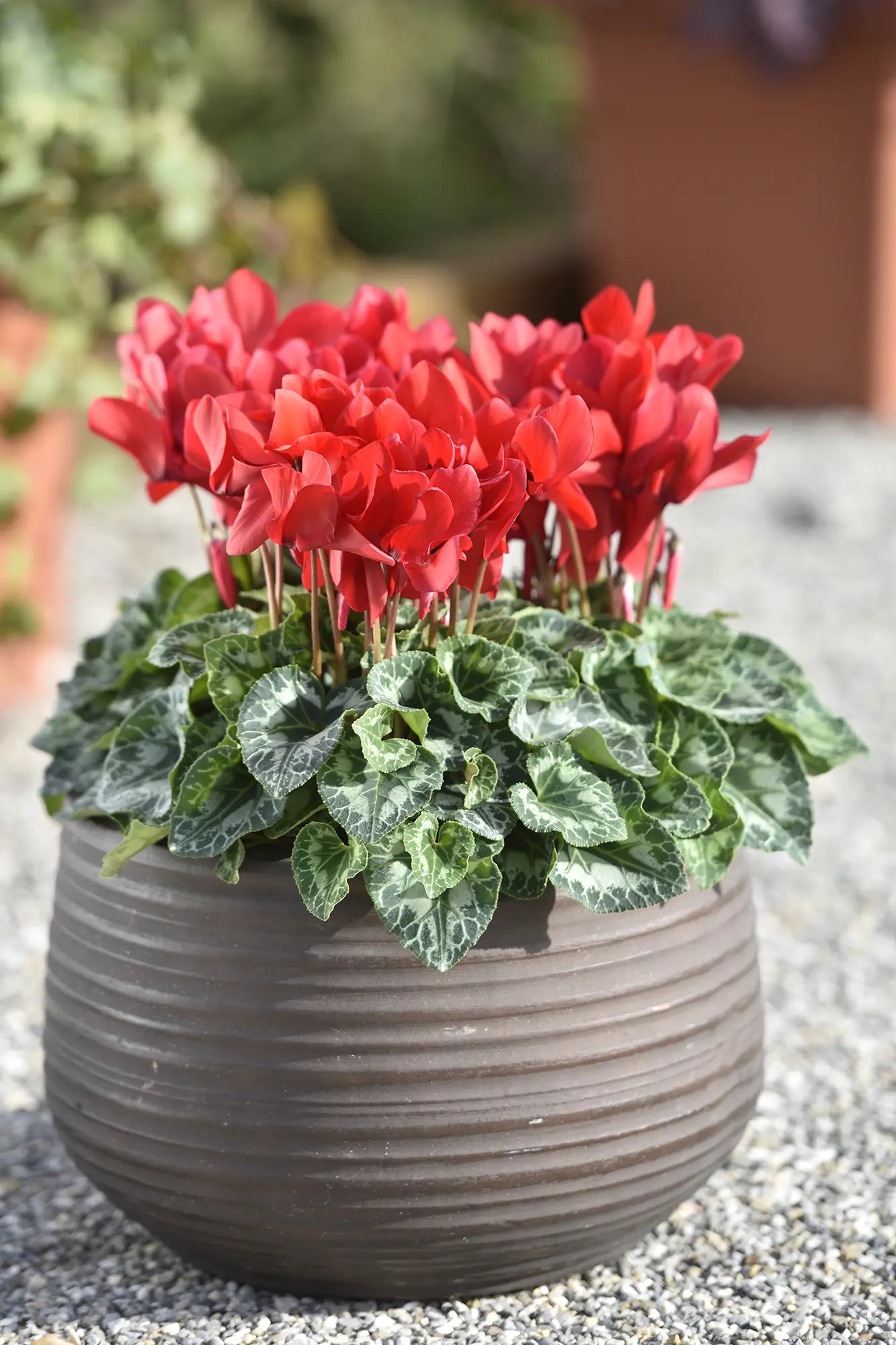 TIANIS® Scarlet red