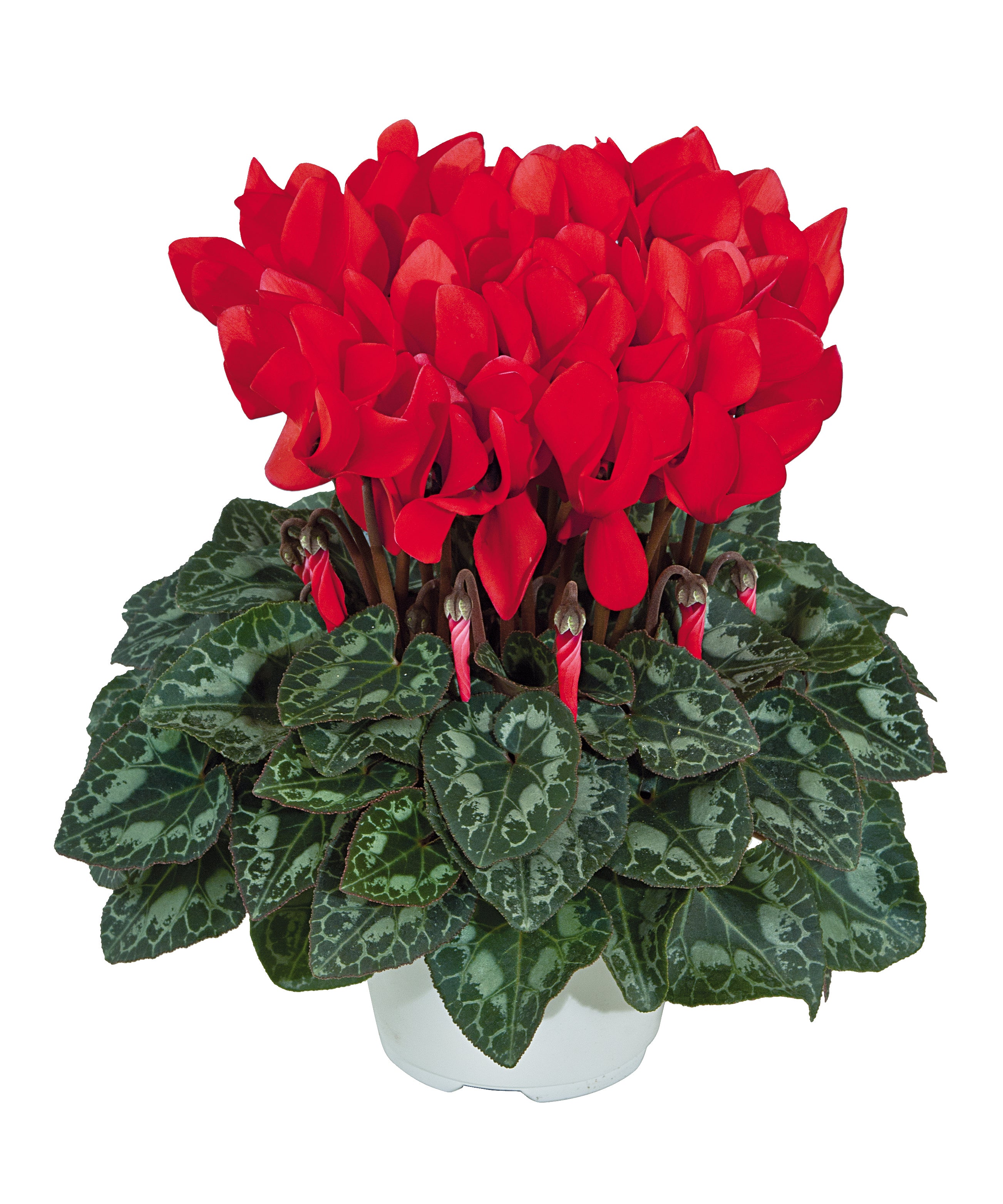 TIANIS® Scarlet red