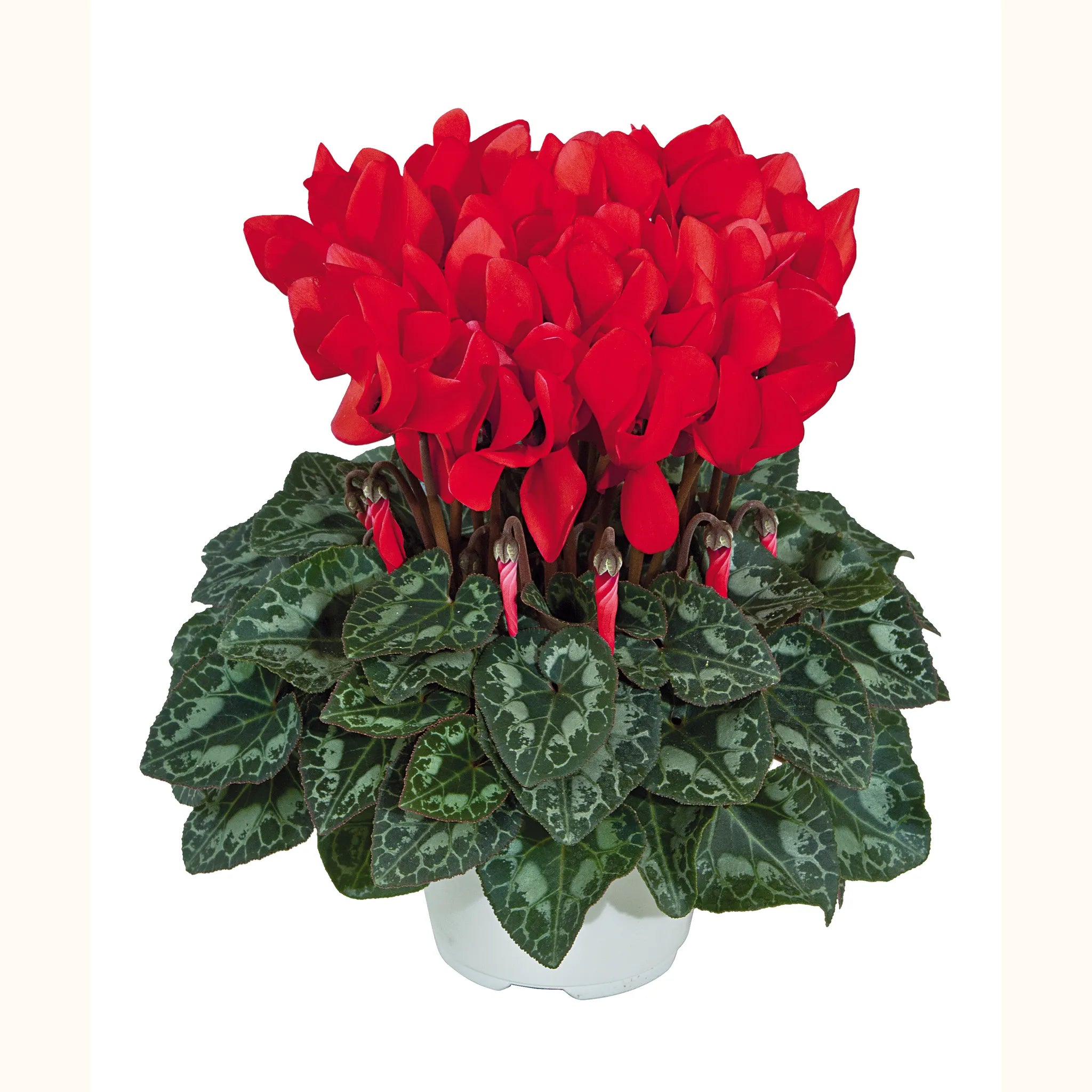 Tianis® Scarlet red