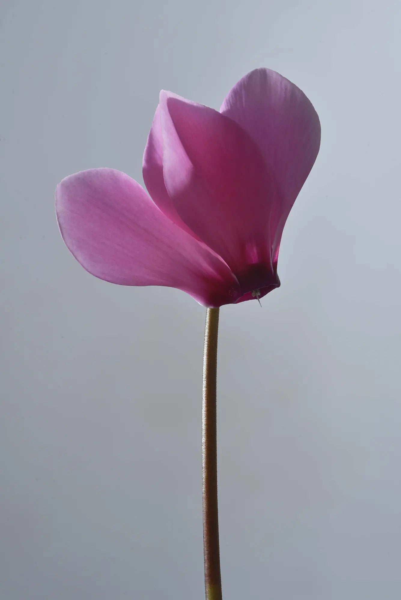 TIANIS® Rose with eye