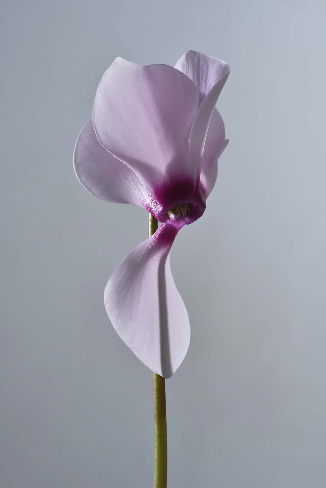 TIANIS® Light pink with purple eye
