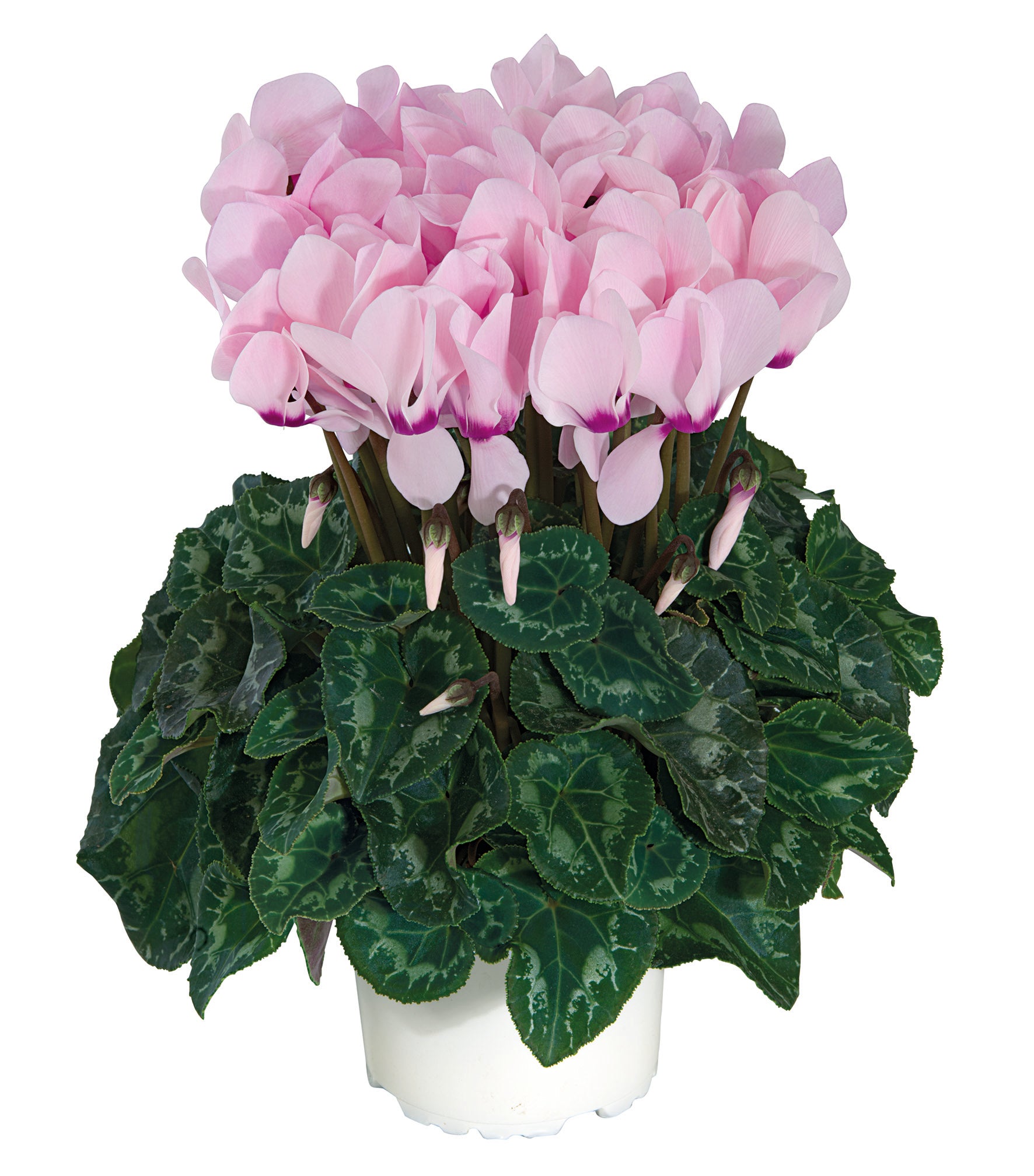 TIANIS® Light pink with purple eye