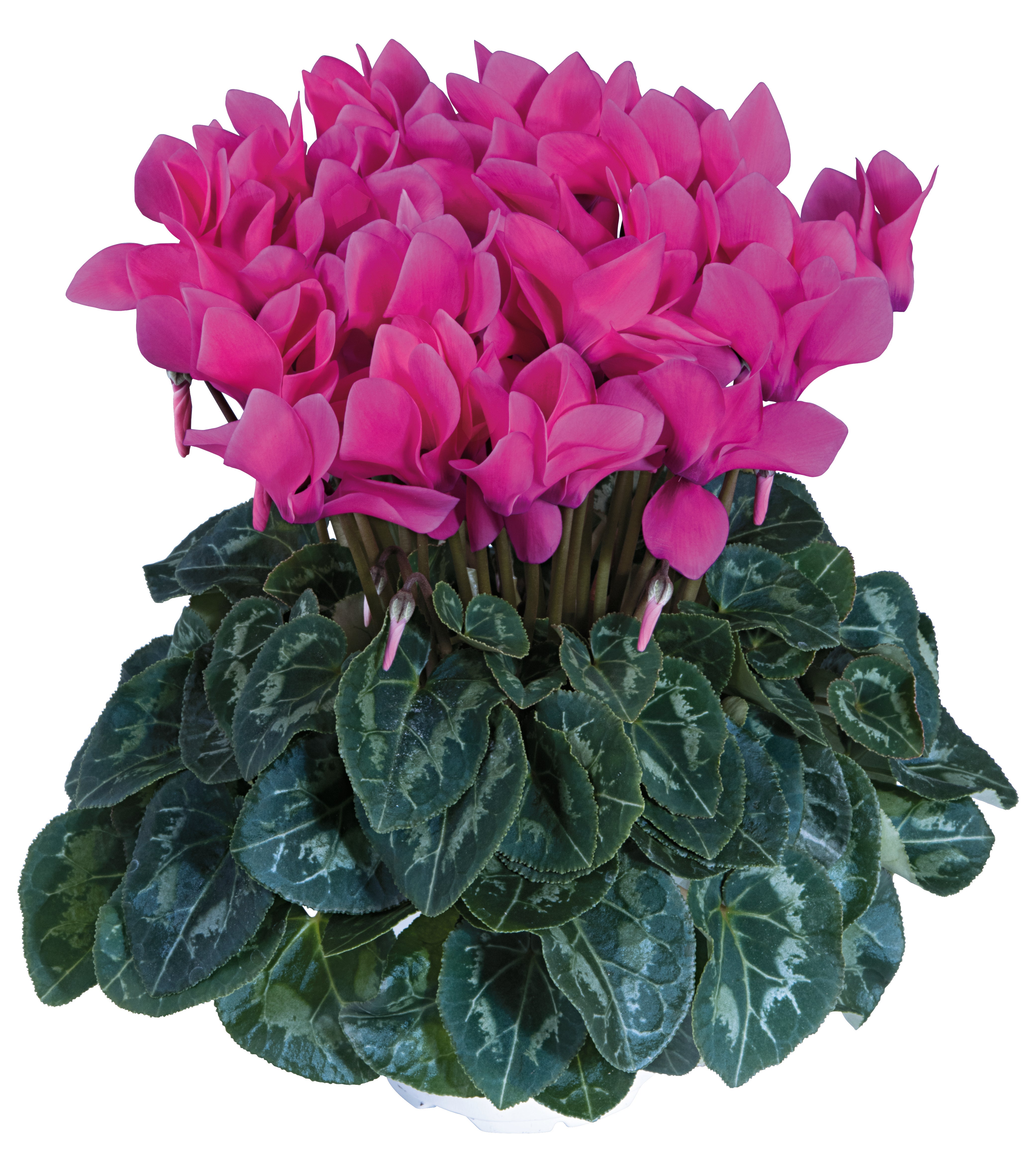 TIANIS® Rose