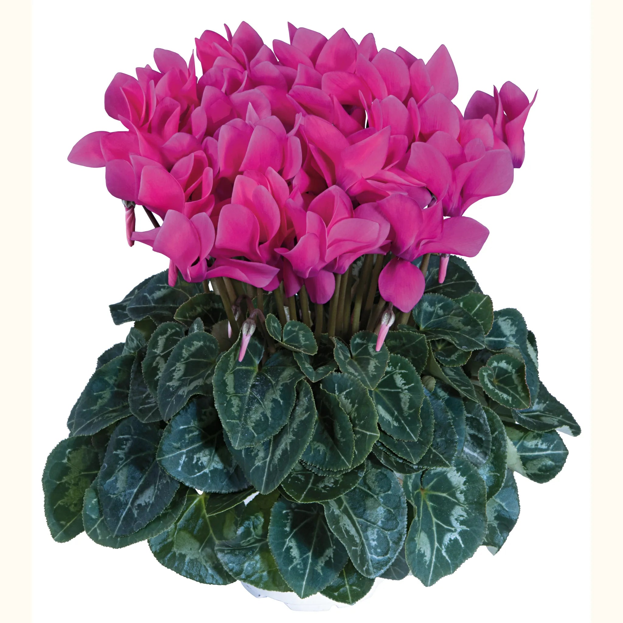 Tianis® Rose
