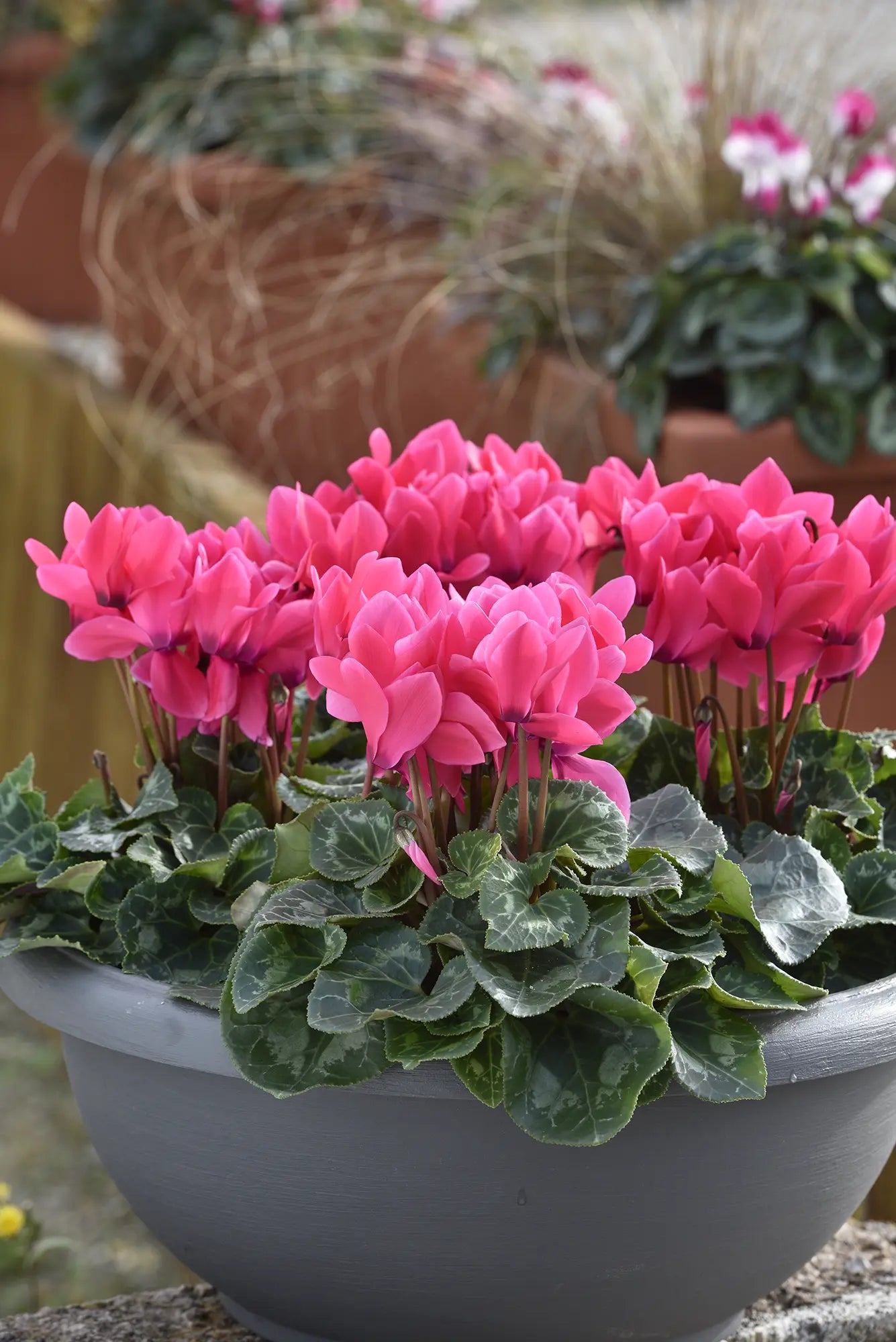 TIANIS® Deep rose