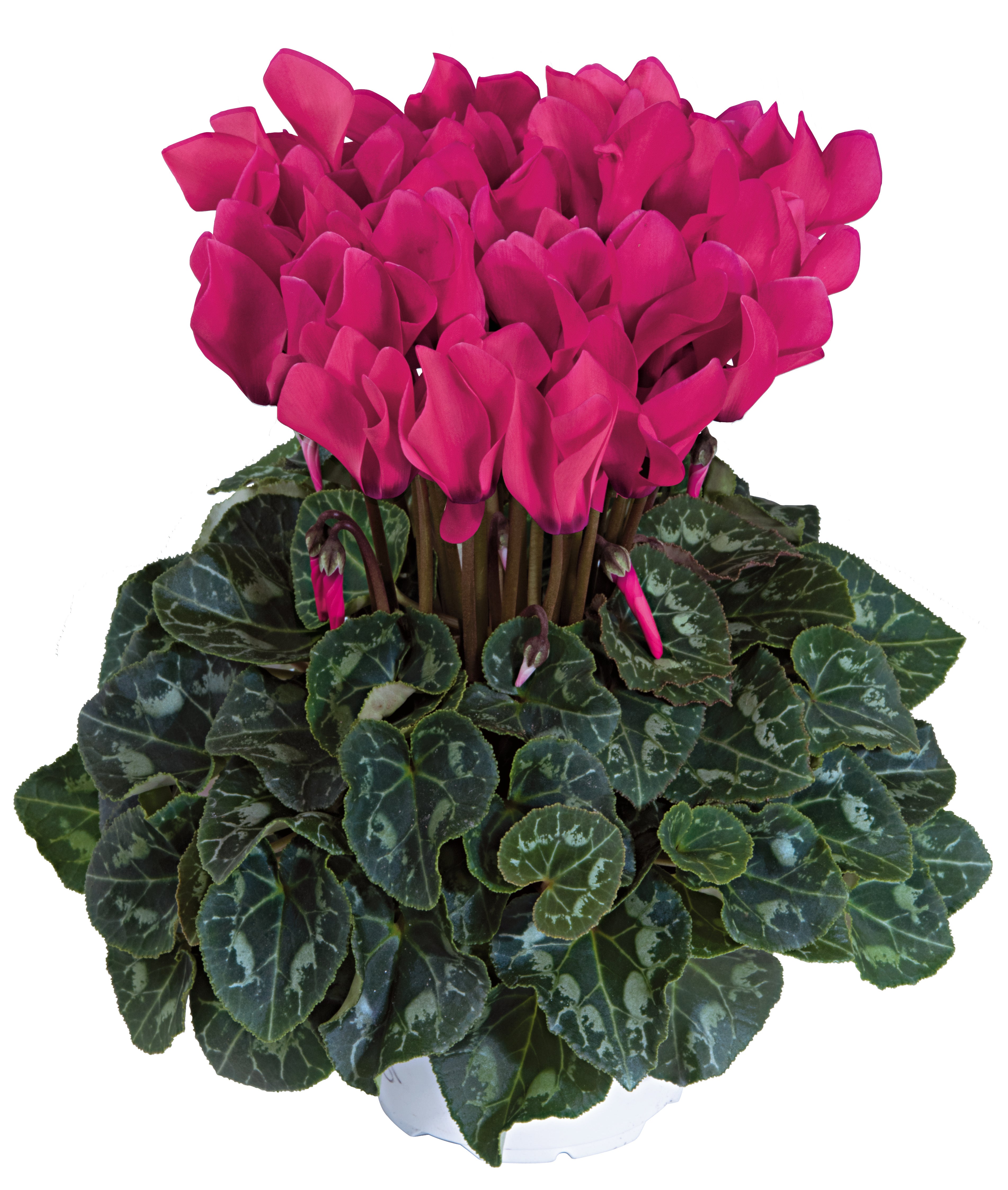 TIANIS® Deep rose