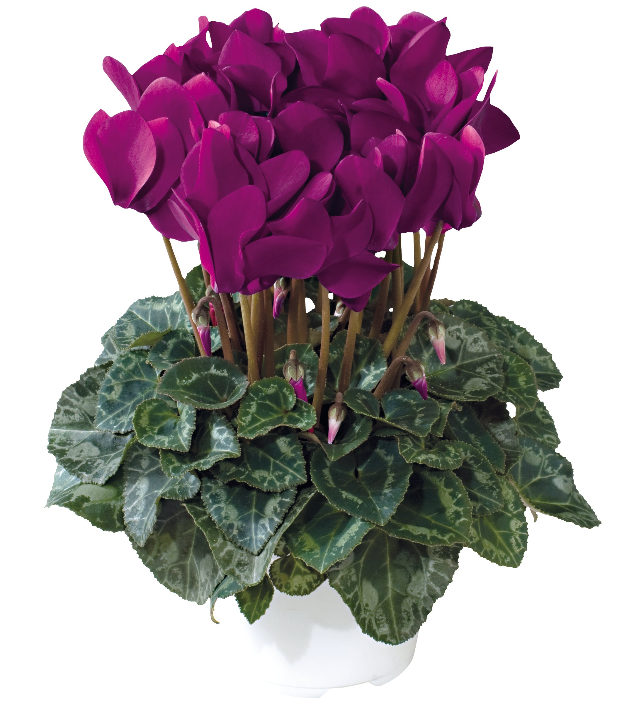 TIANIS® Purple
