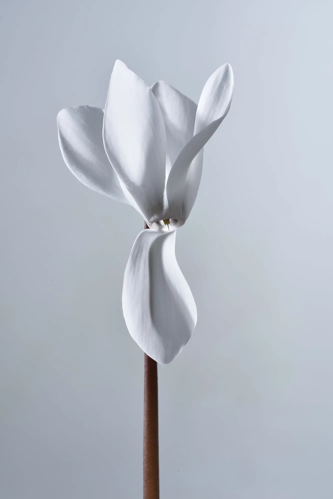 TIANIS® Pure white evolution