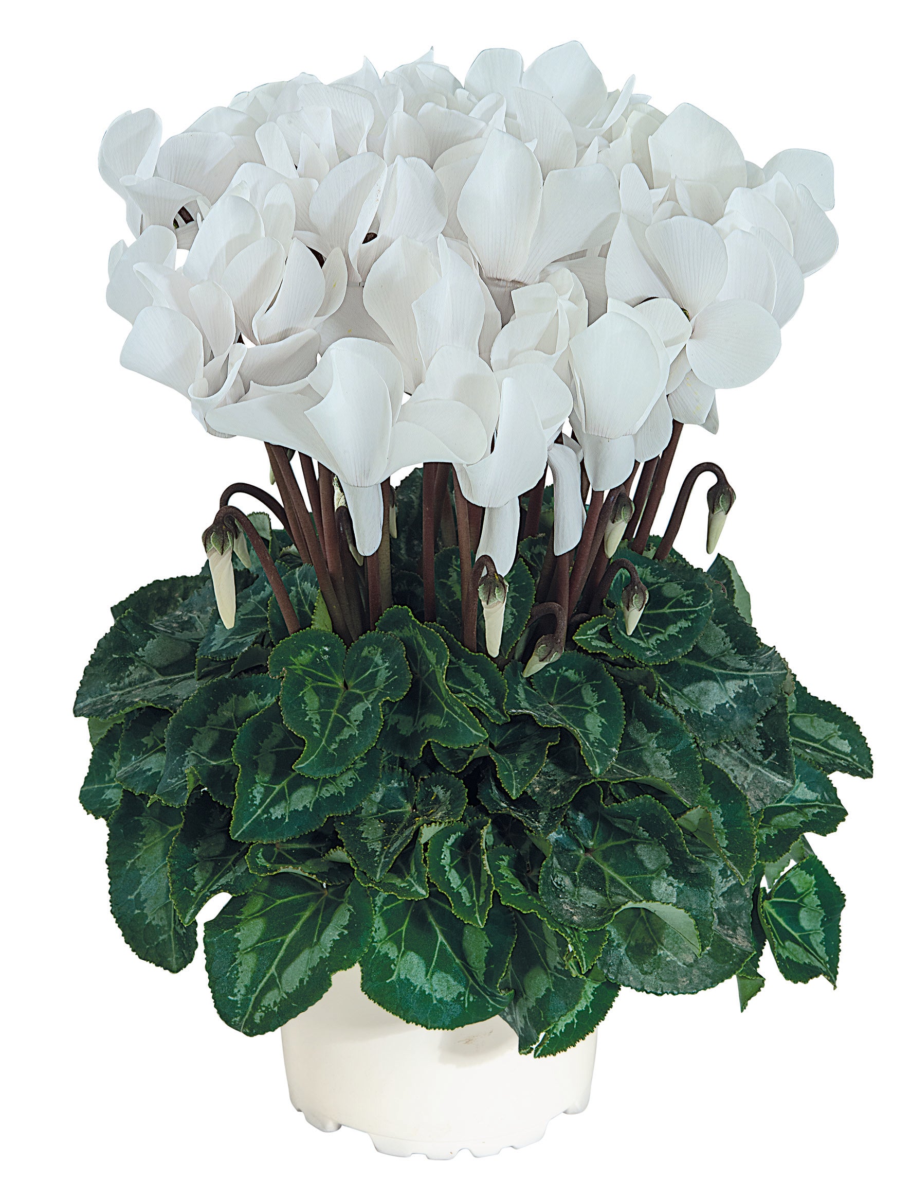 TIANIS® Pure white evolution
