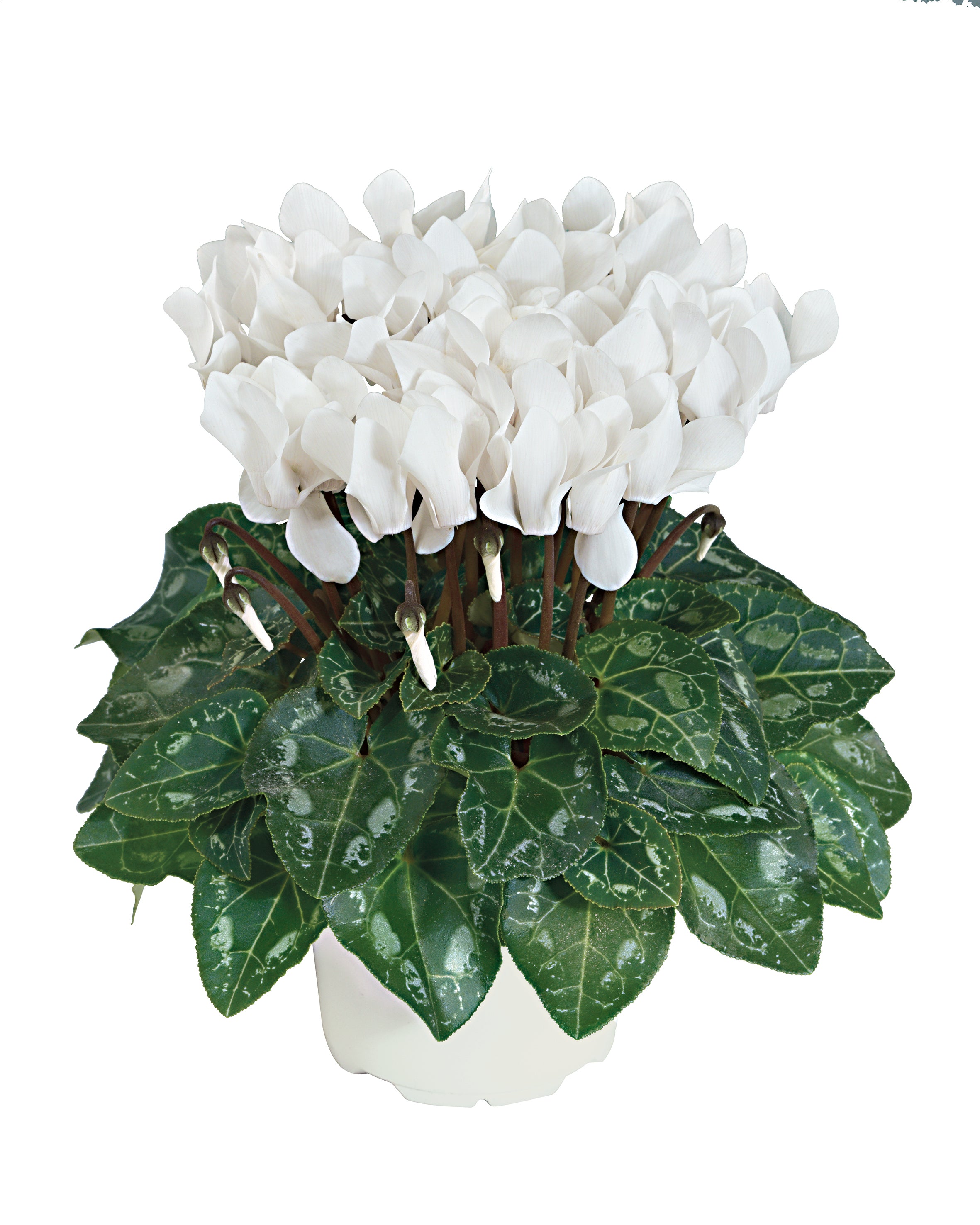 TIANIS® White