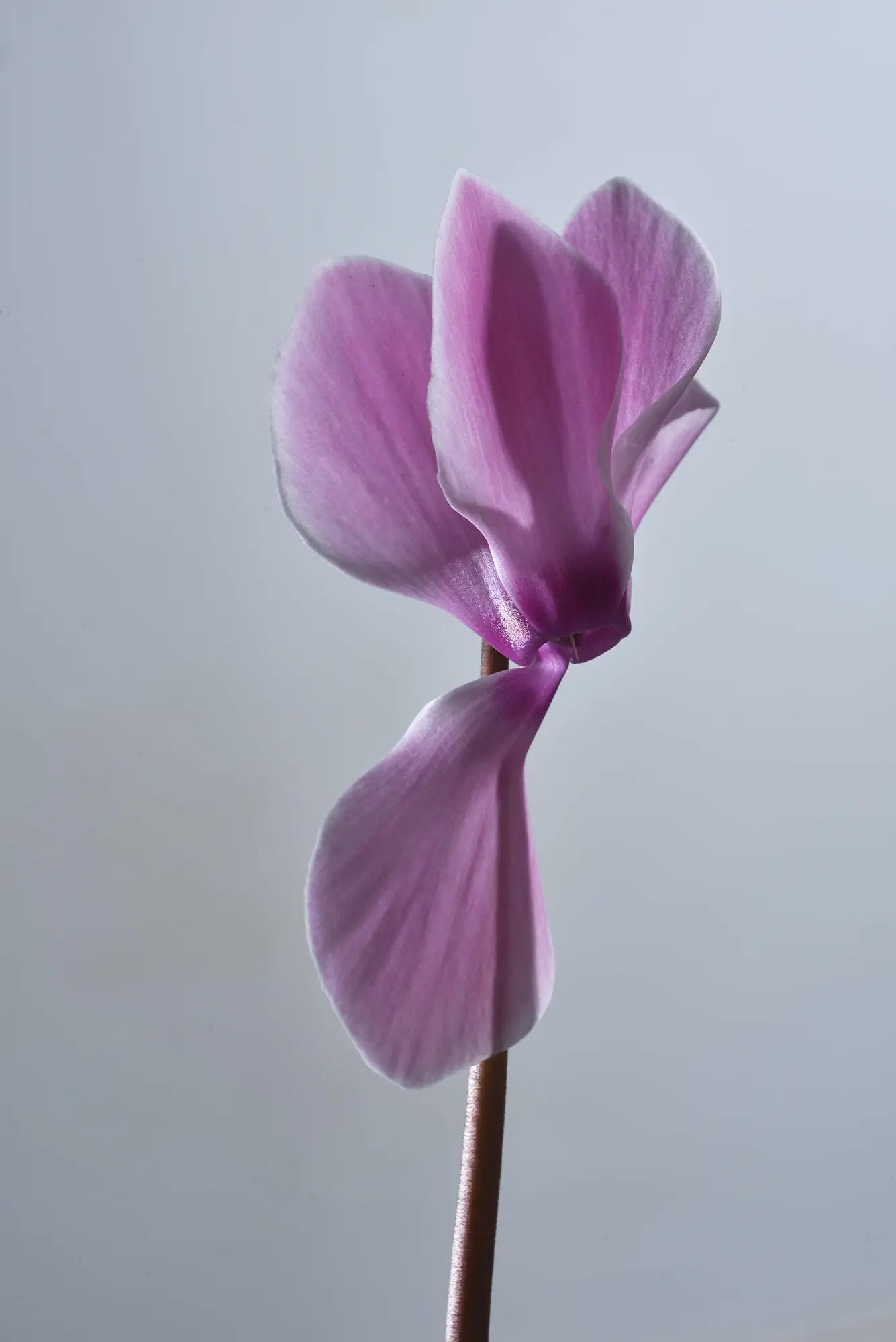 TIANIS® Rose flame