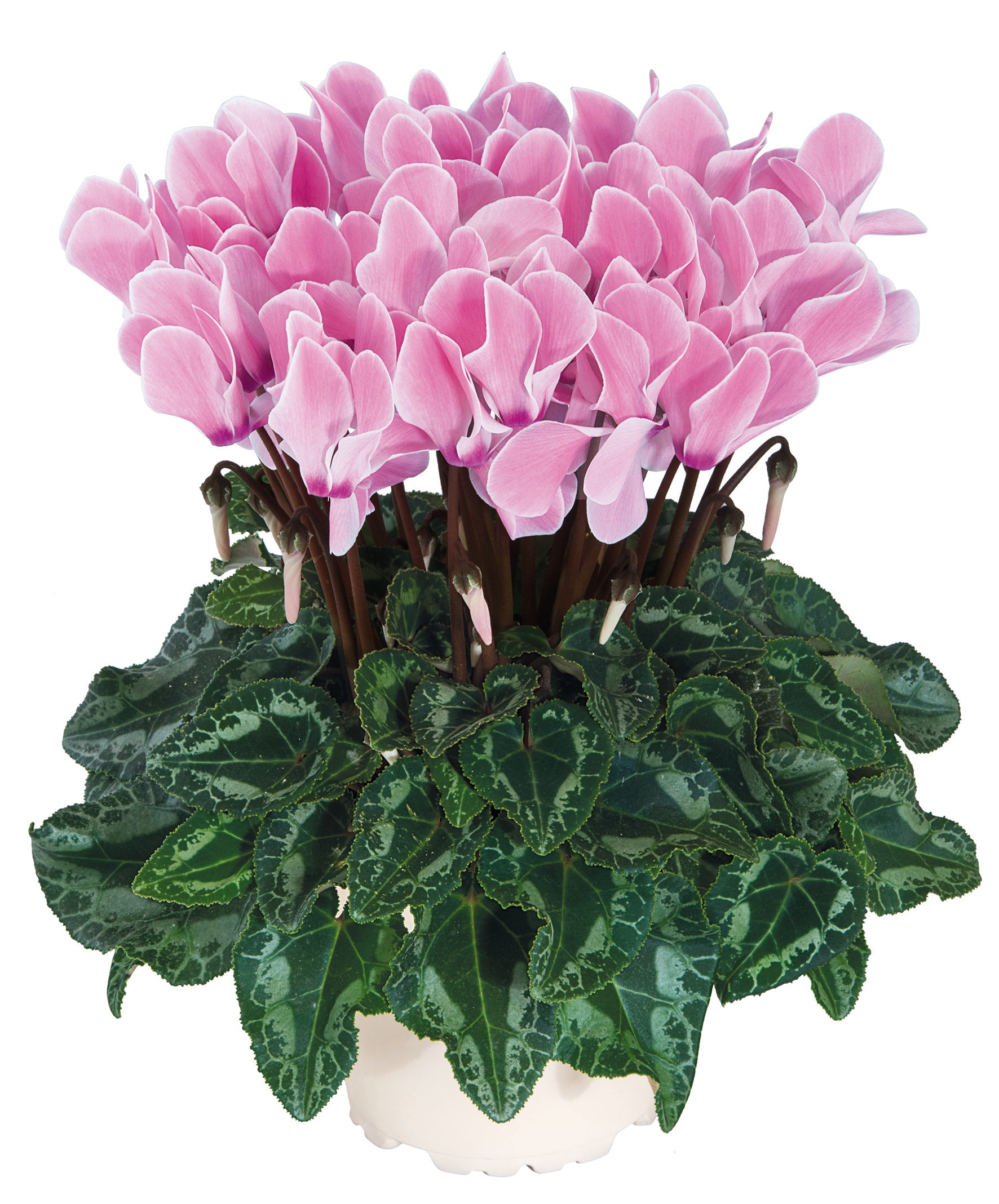 TIANIS® Rose flame