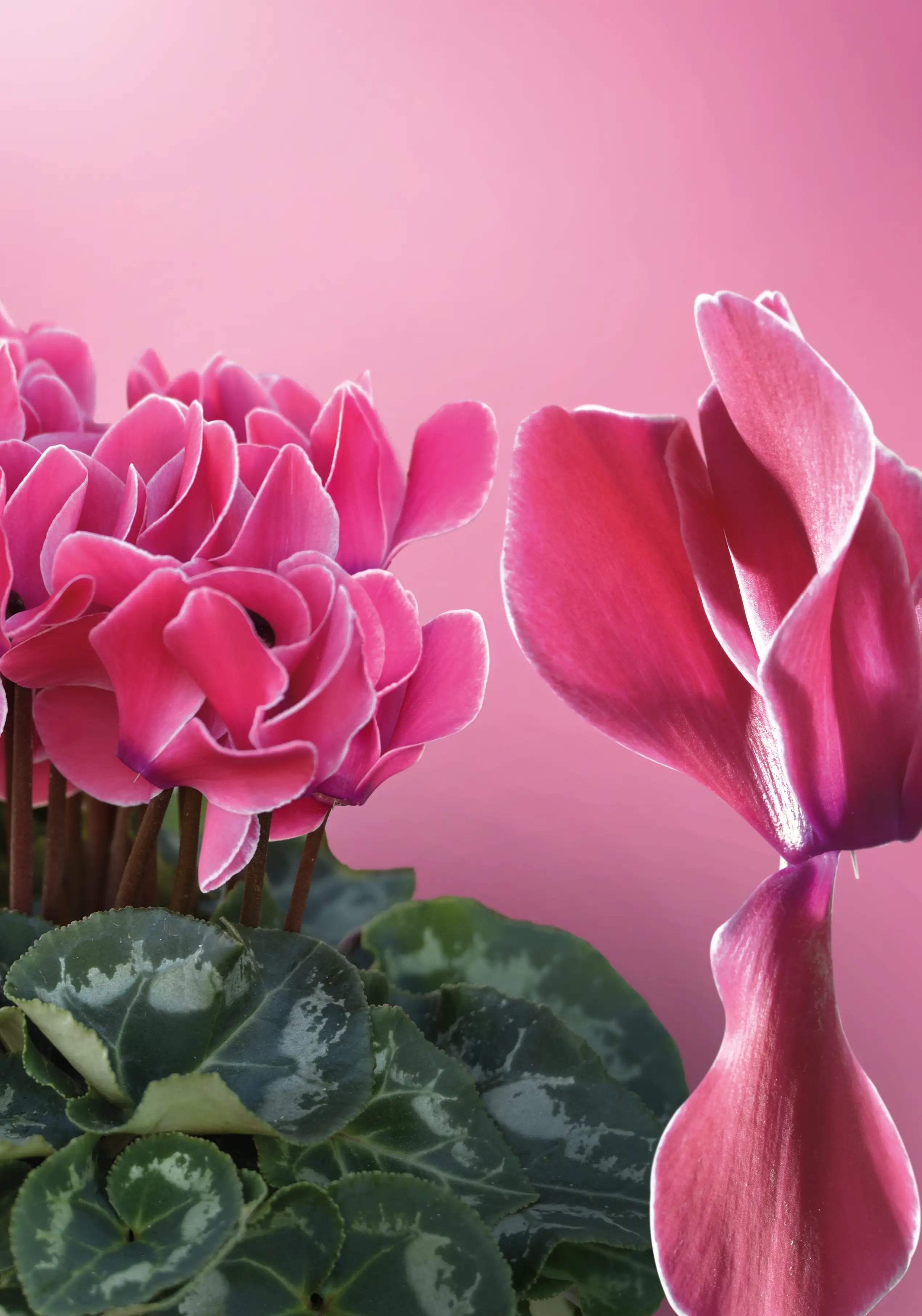 TIANIS® Neon rose flame
