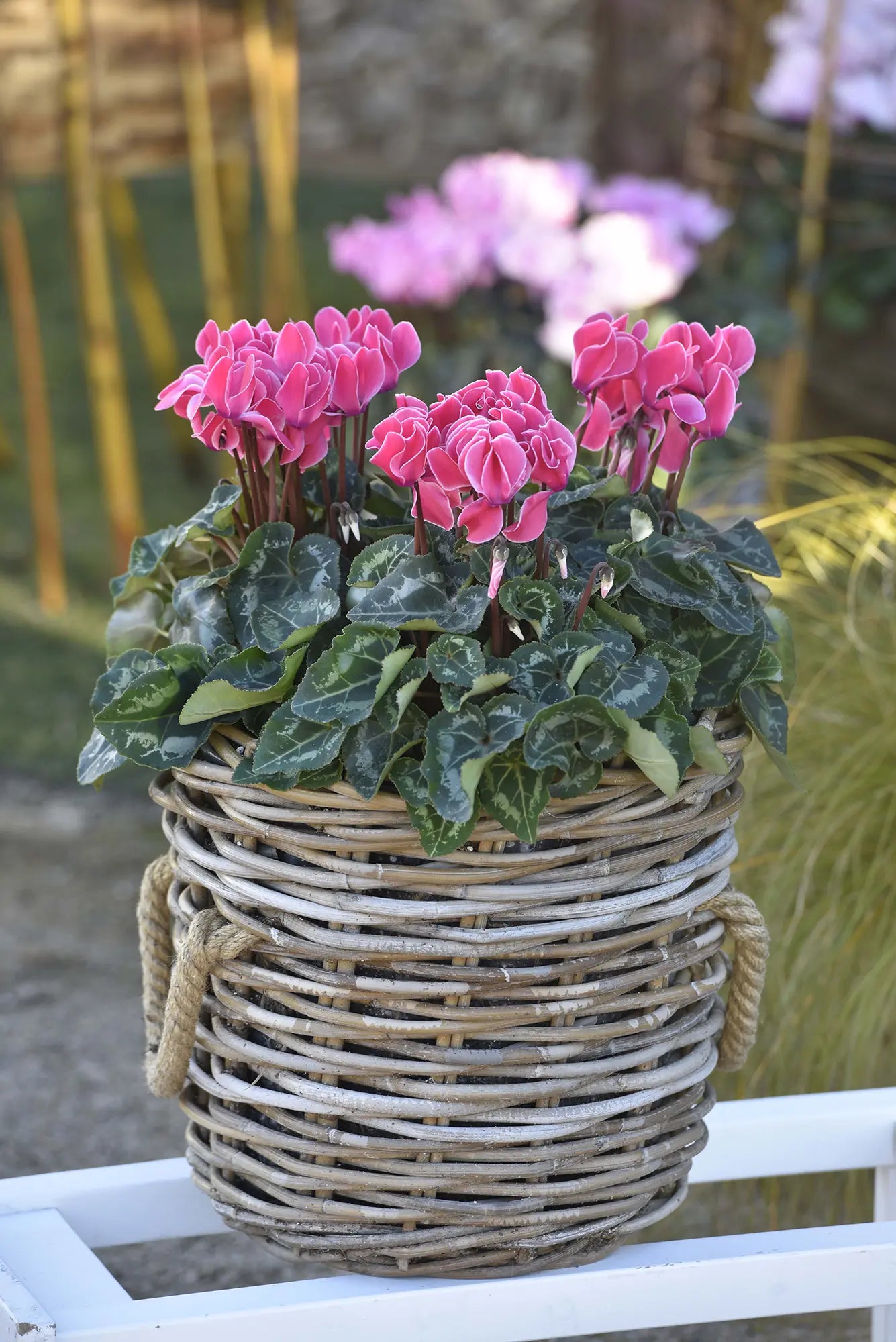 TIANIS® Neon rose flame