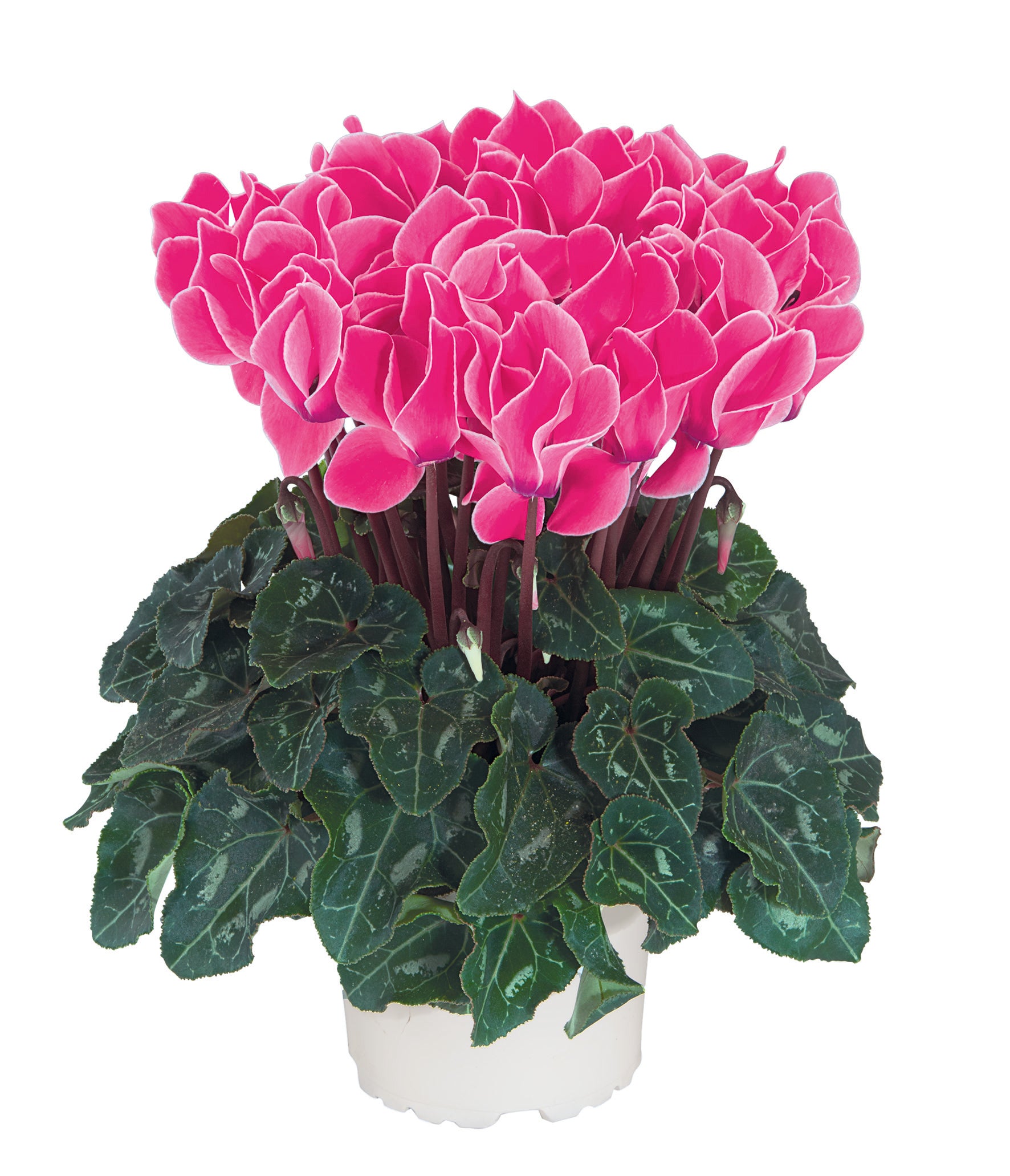 TIANIS® Neon rose flame