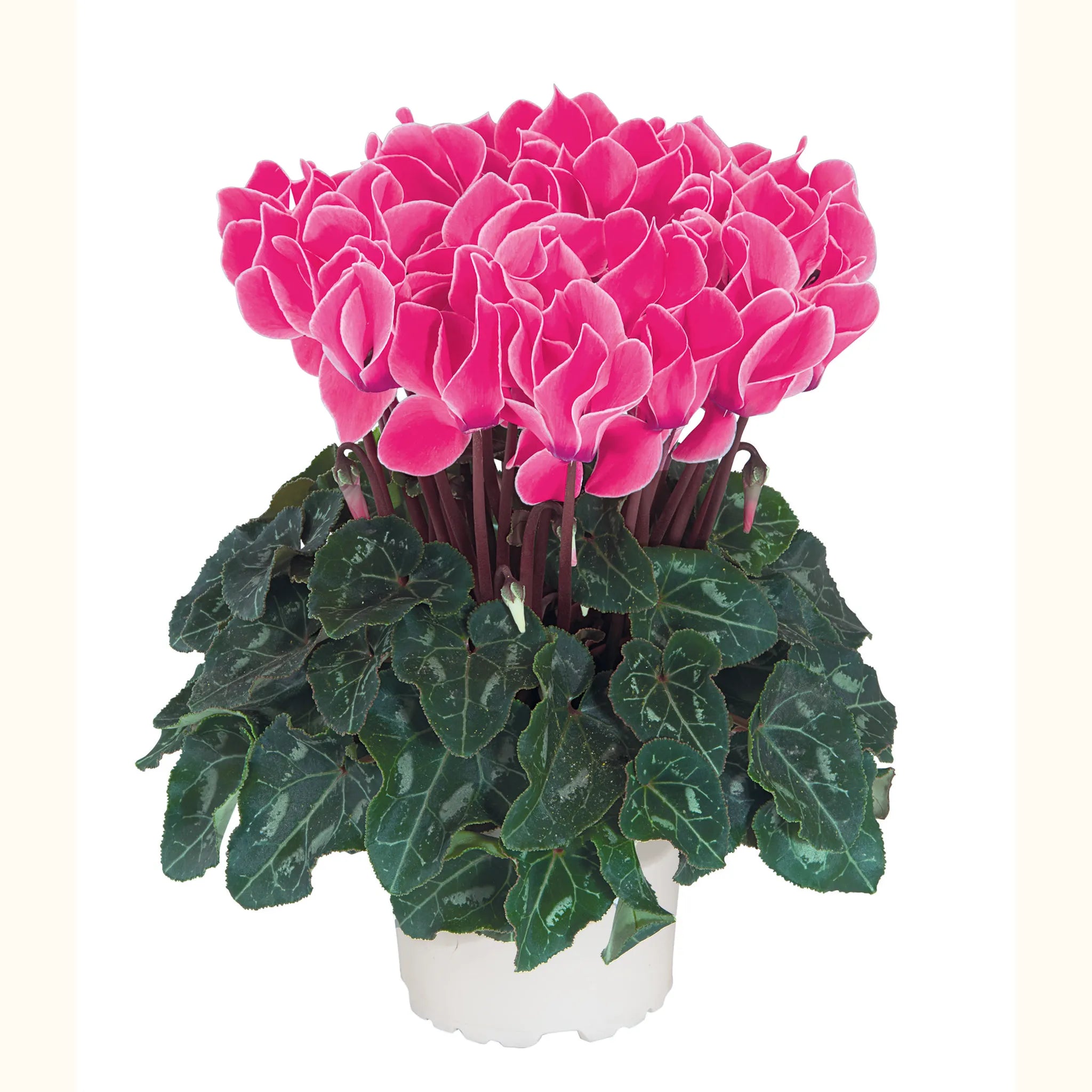 Tianis® Neon rose flame