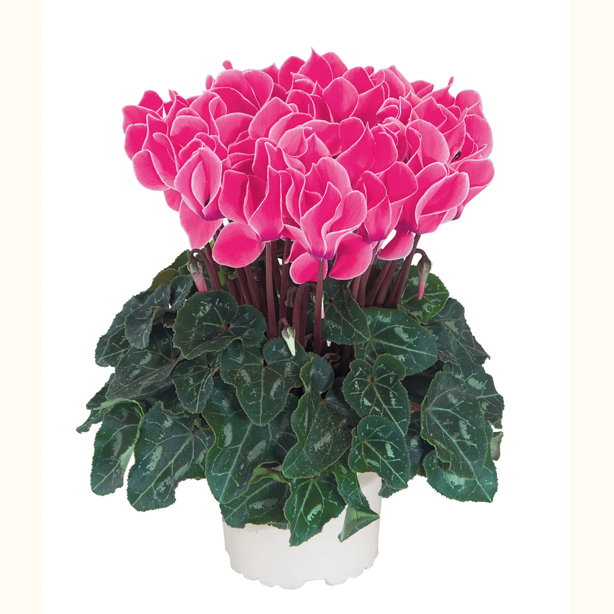 Tianis® Neon rose flame