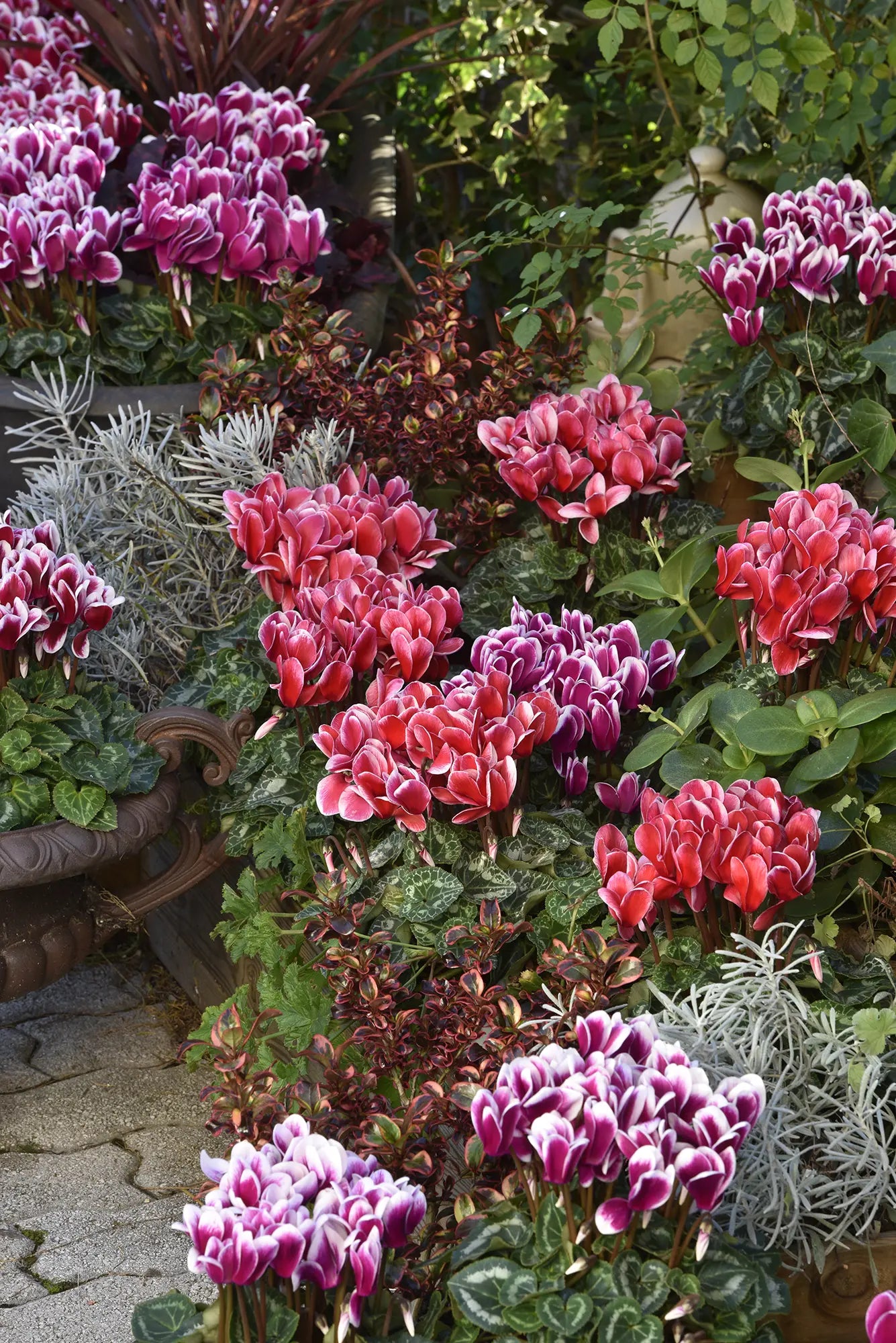 TIANIS® FANTASIA® Red