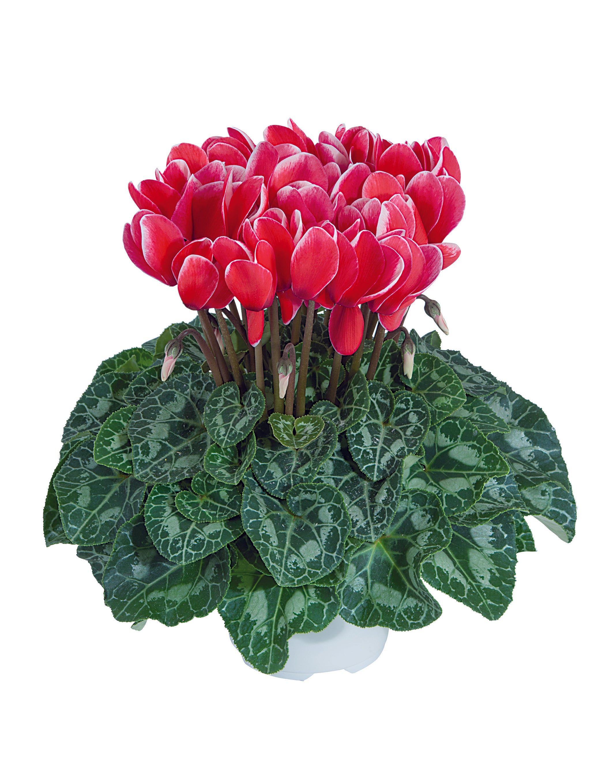 TIANIS® FANTASIA® Red