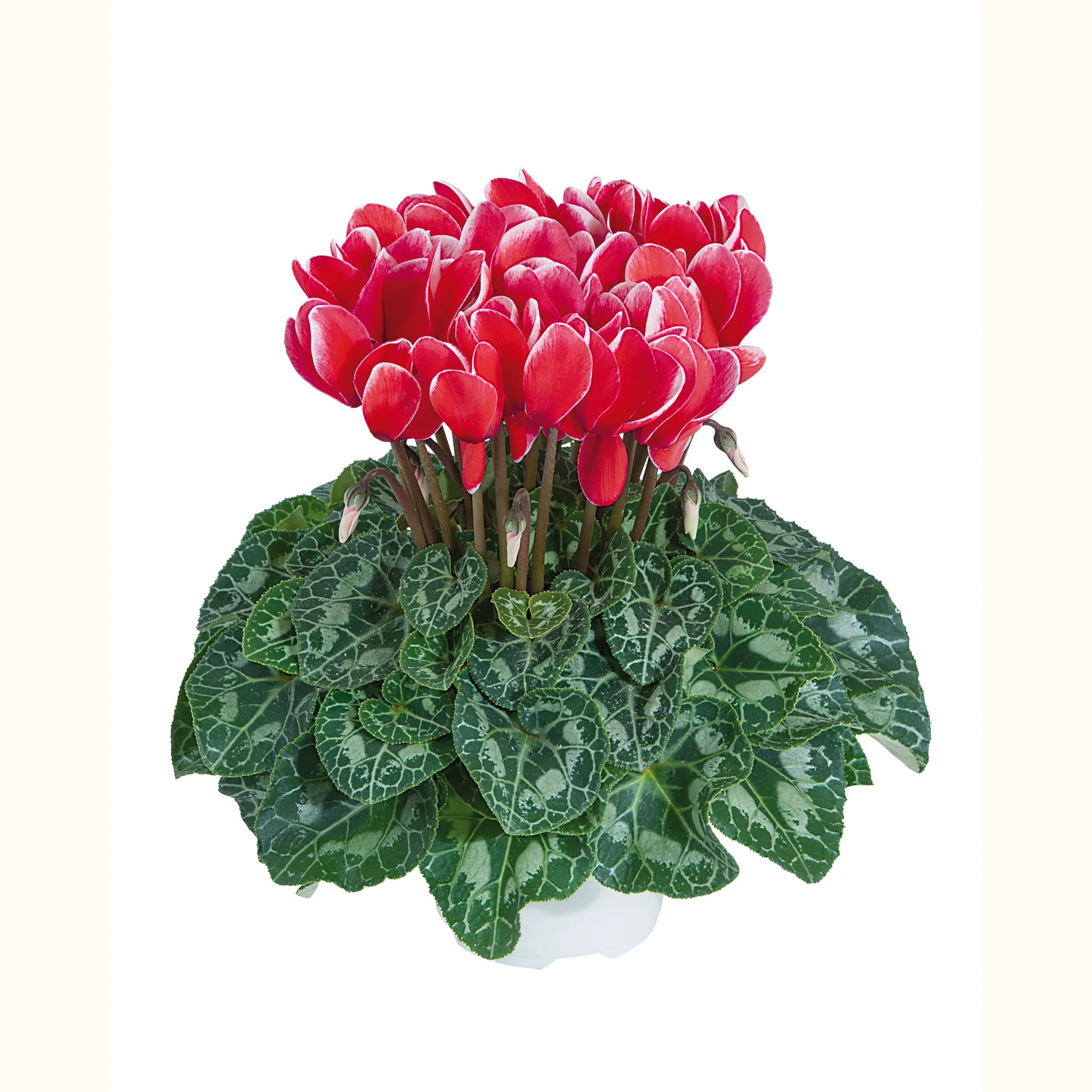 Tianis® FANTASIA® Red