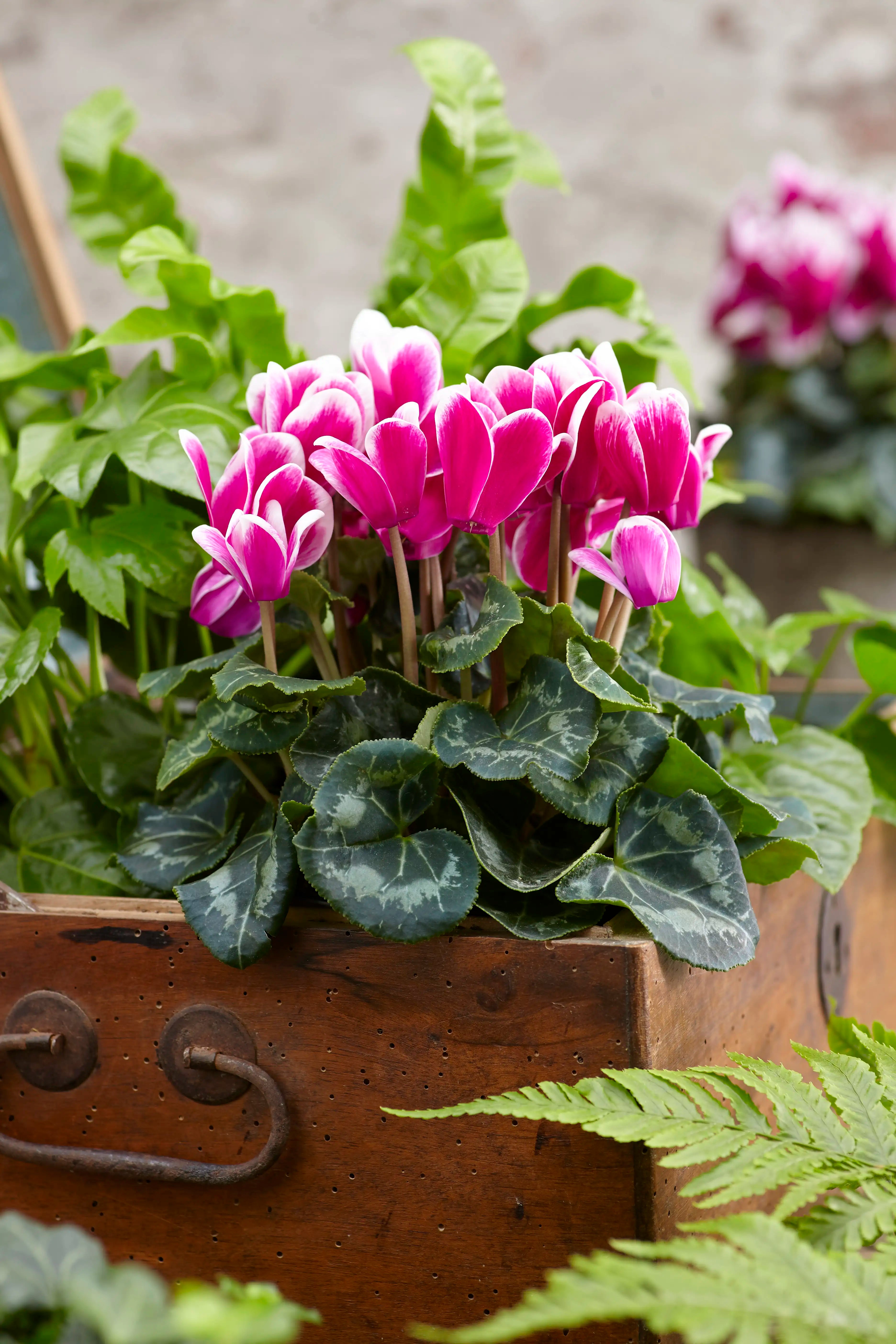 TIANIS® FANTASIA® Deep rose
