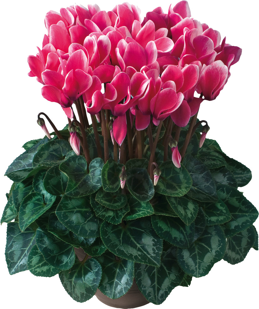 TIANIS® FANTASIA® Deep rose