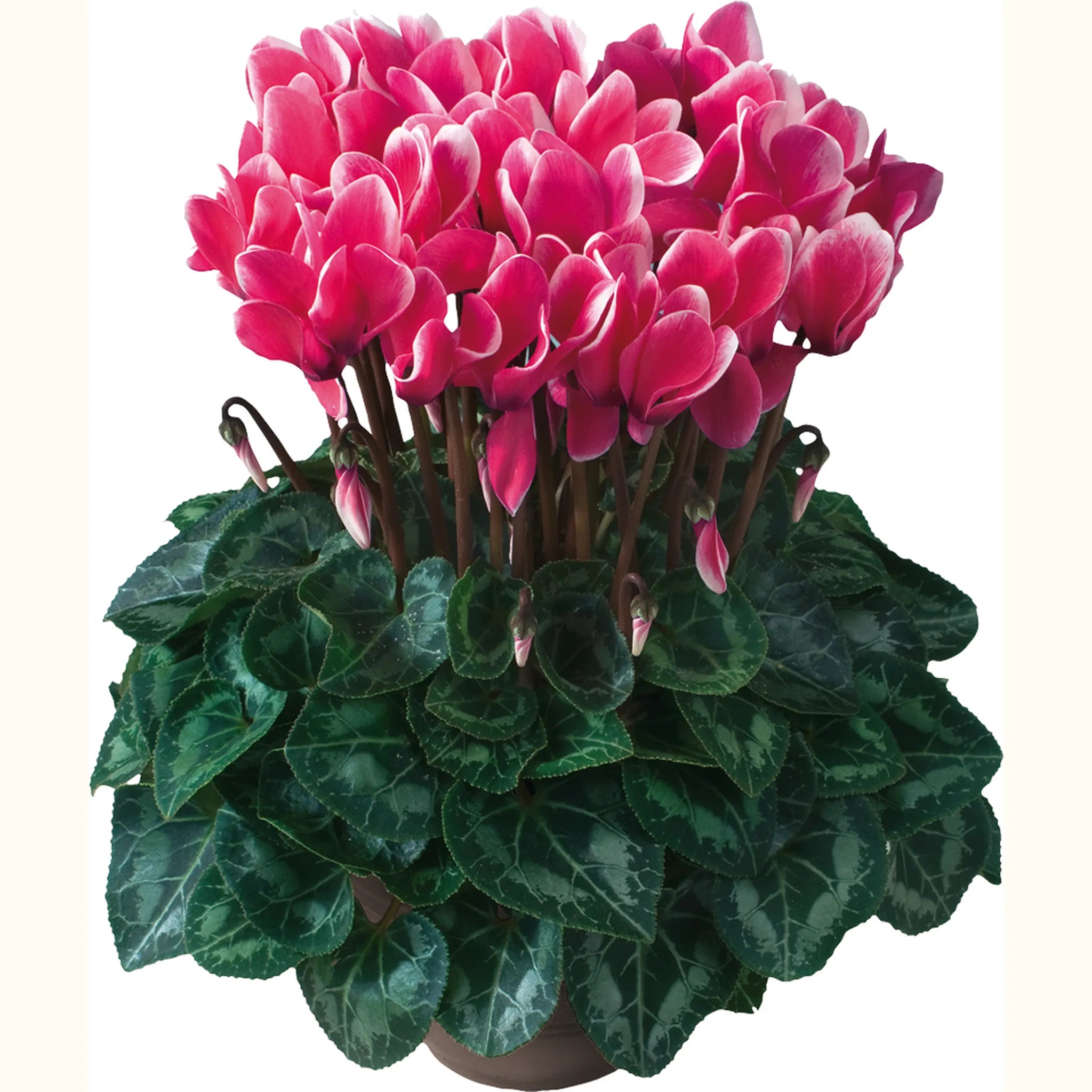 Tianis® FANTASIA® Deep rose