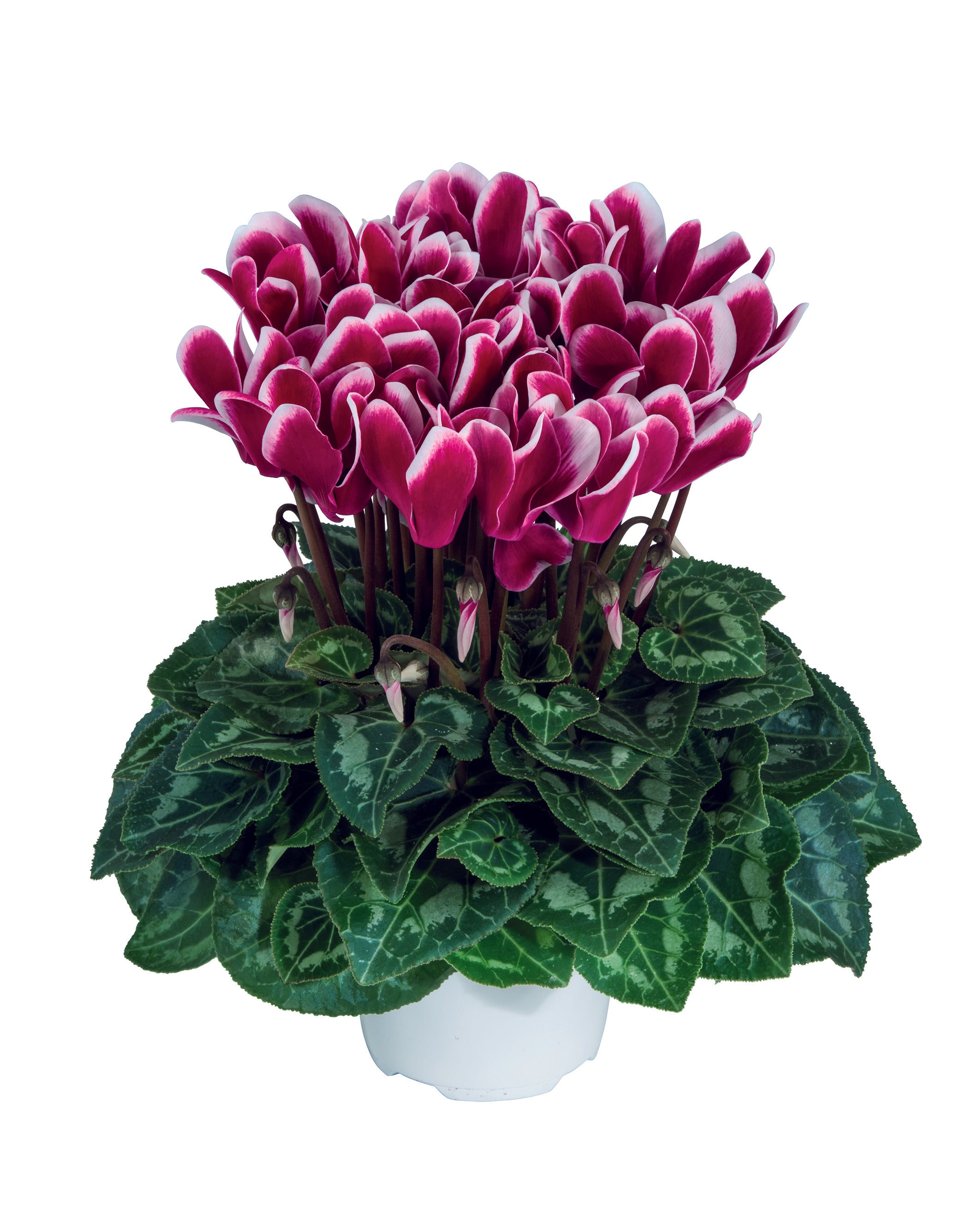 TIANIS® FANTASIA® Deep magenta