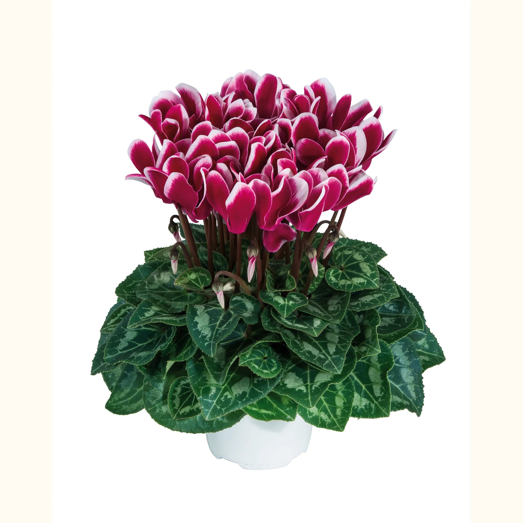 Tianis® FANTASIA® Deep magenta