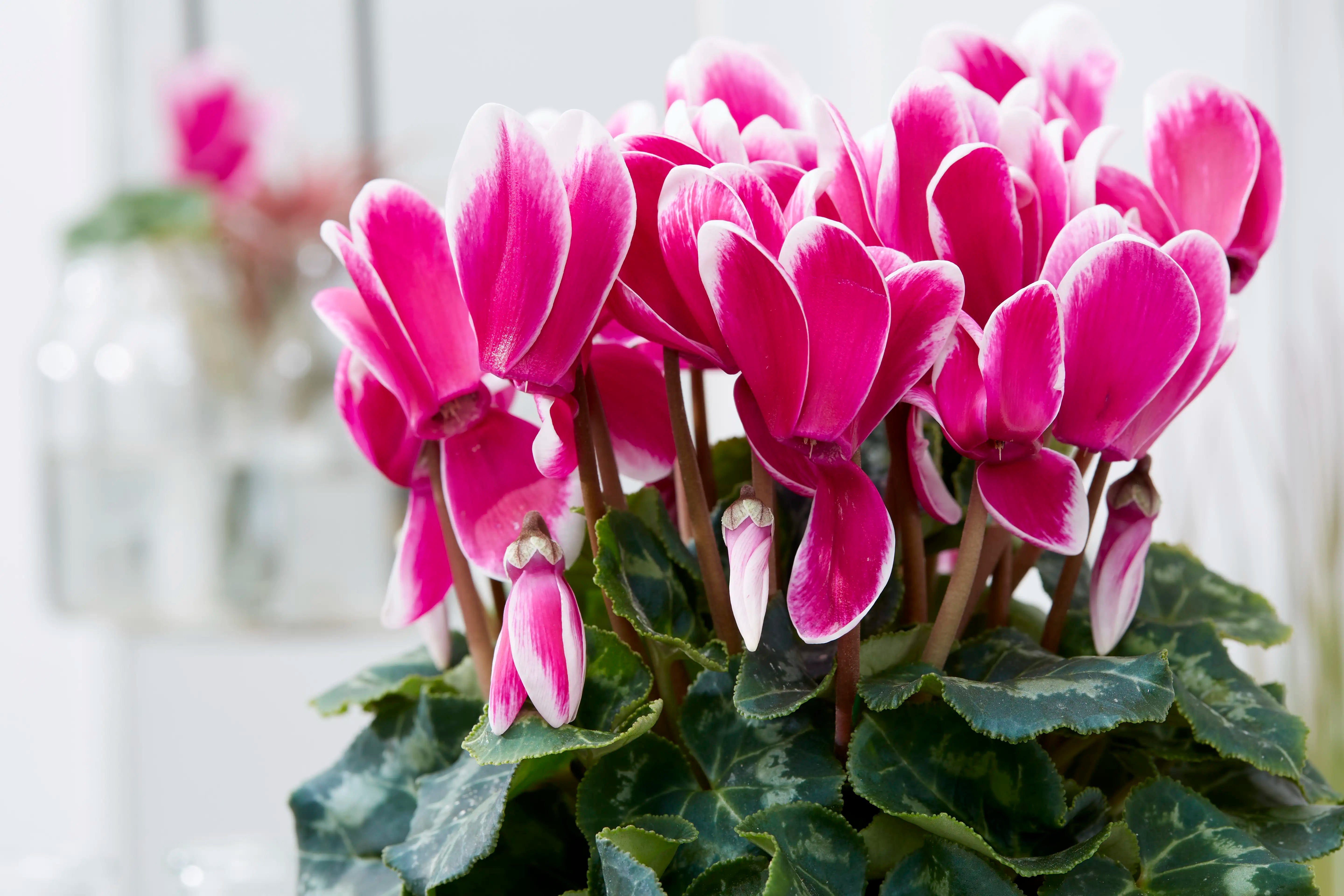 TIANIS® FANTASIA® Purple
