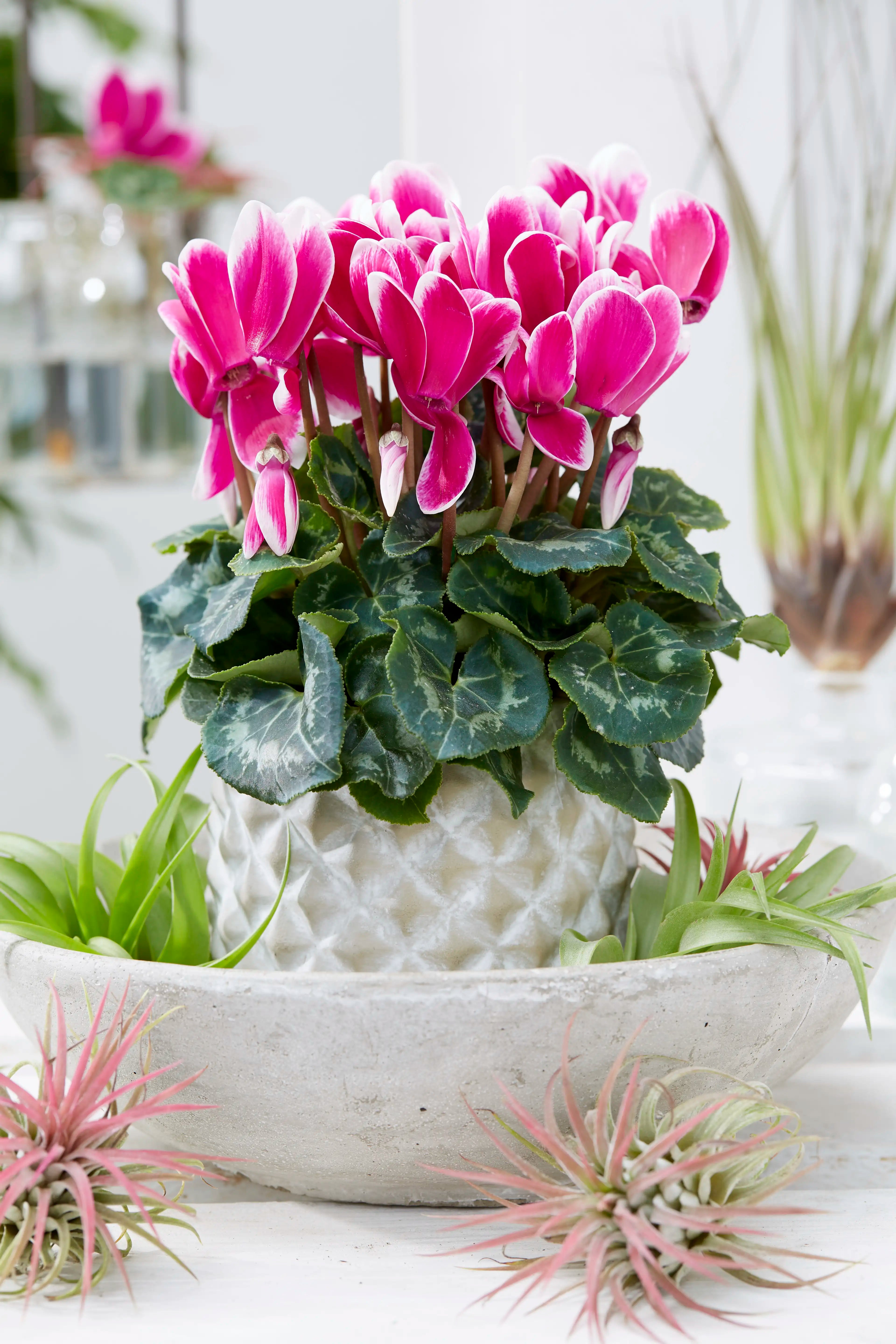 TIANIS® FANTASIA® Purple