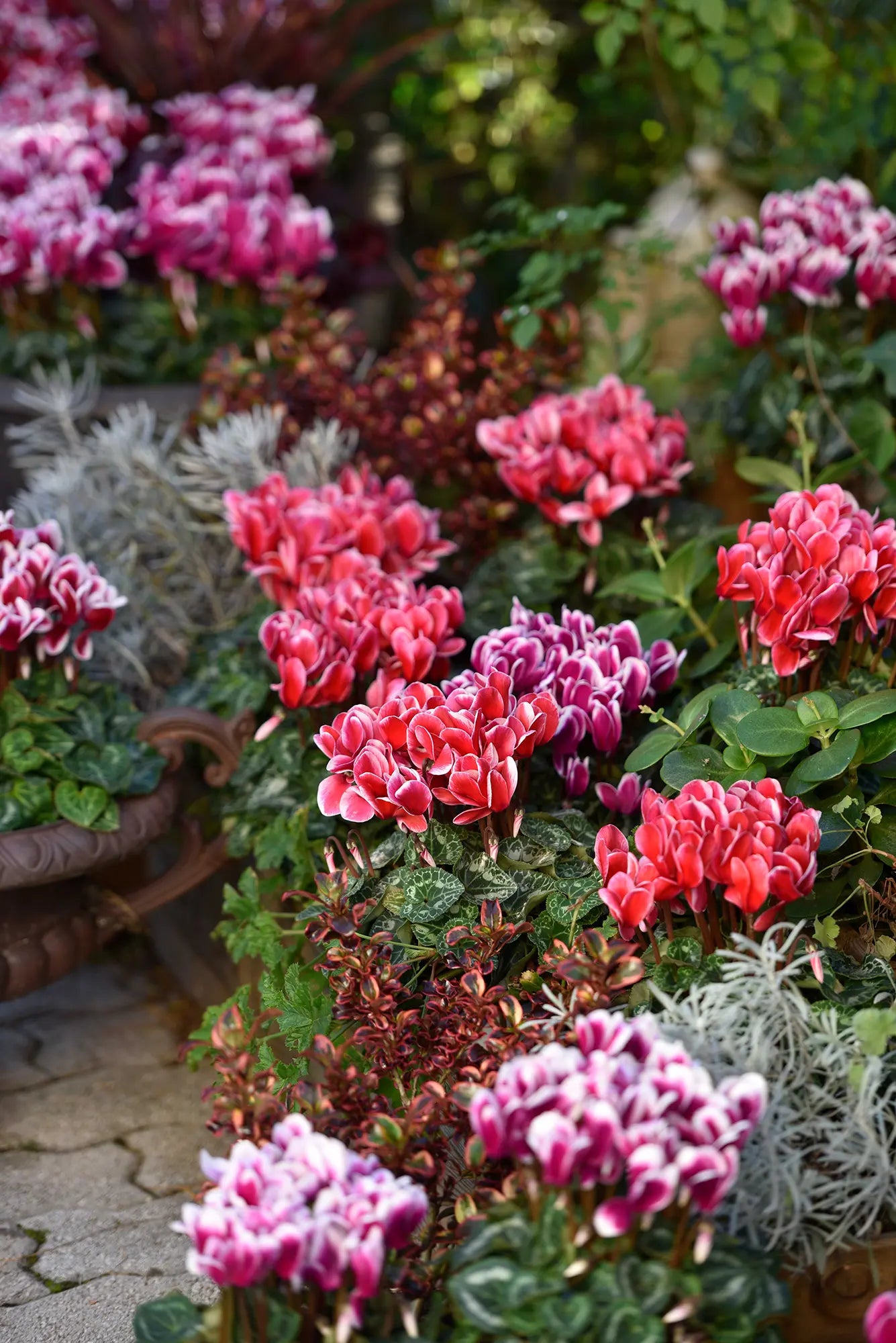 TIANIS® FANTASIA® Purple