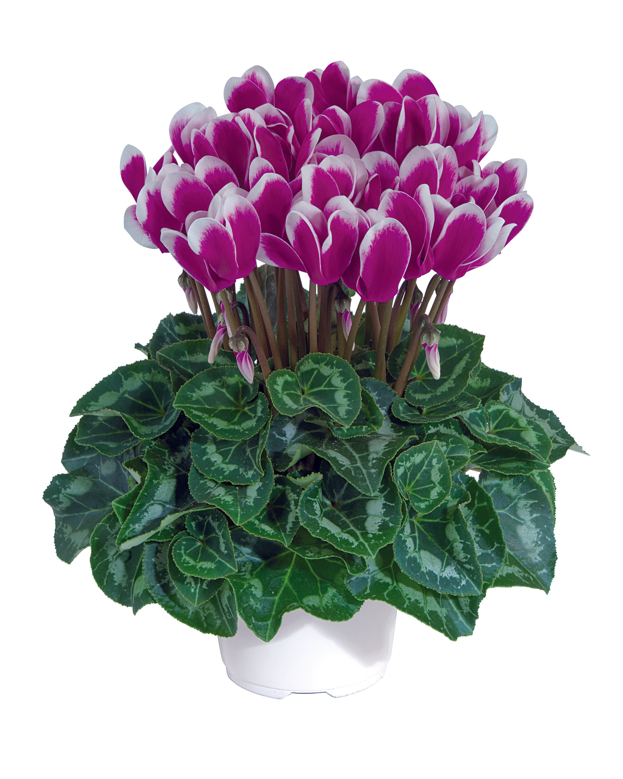TIANIS® FANTASIA® Purple