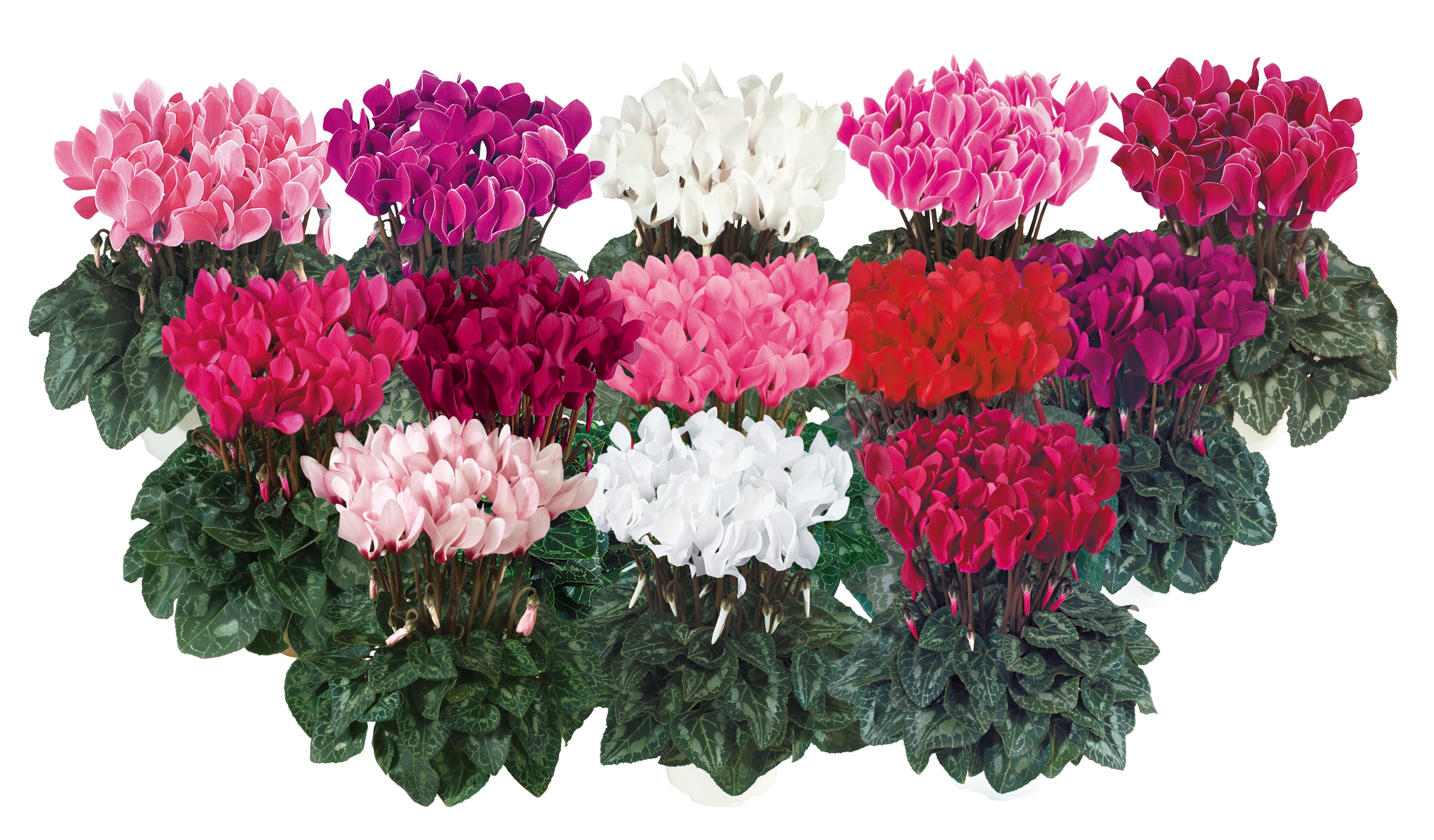 TIANIS® Mix