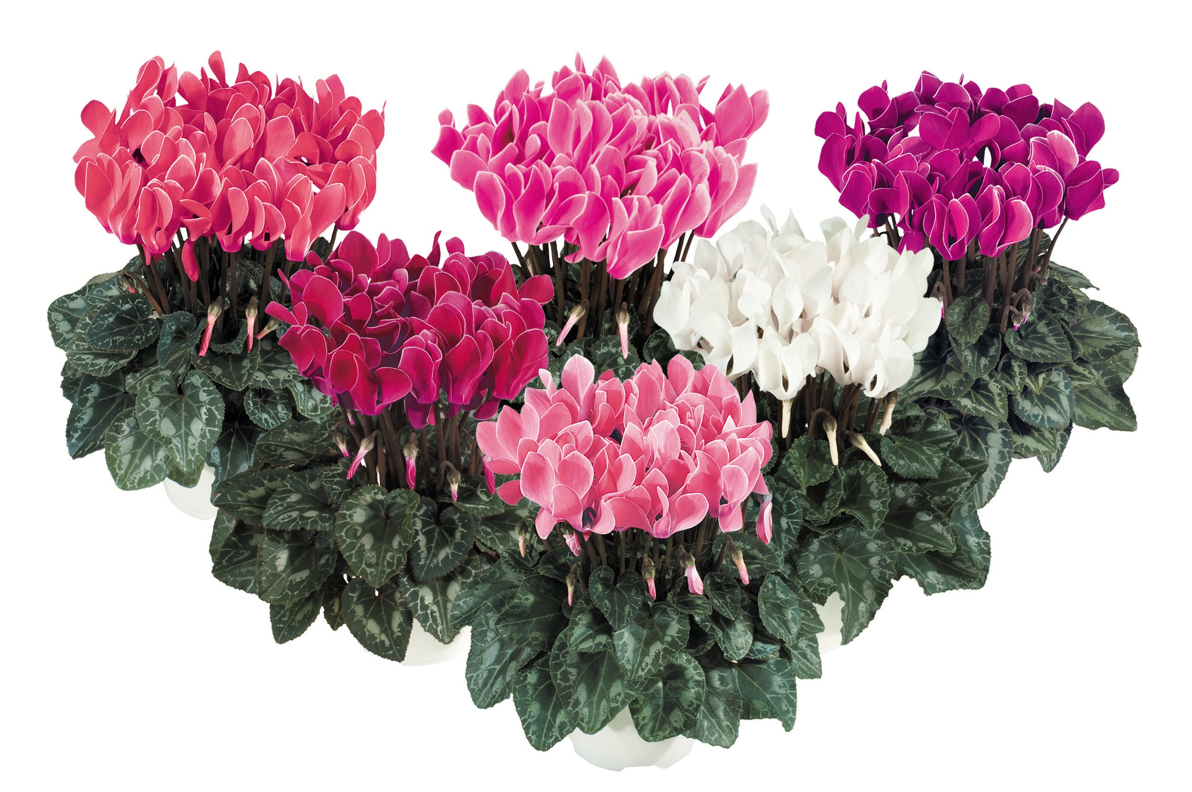 TIANIS® Flamed mix