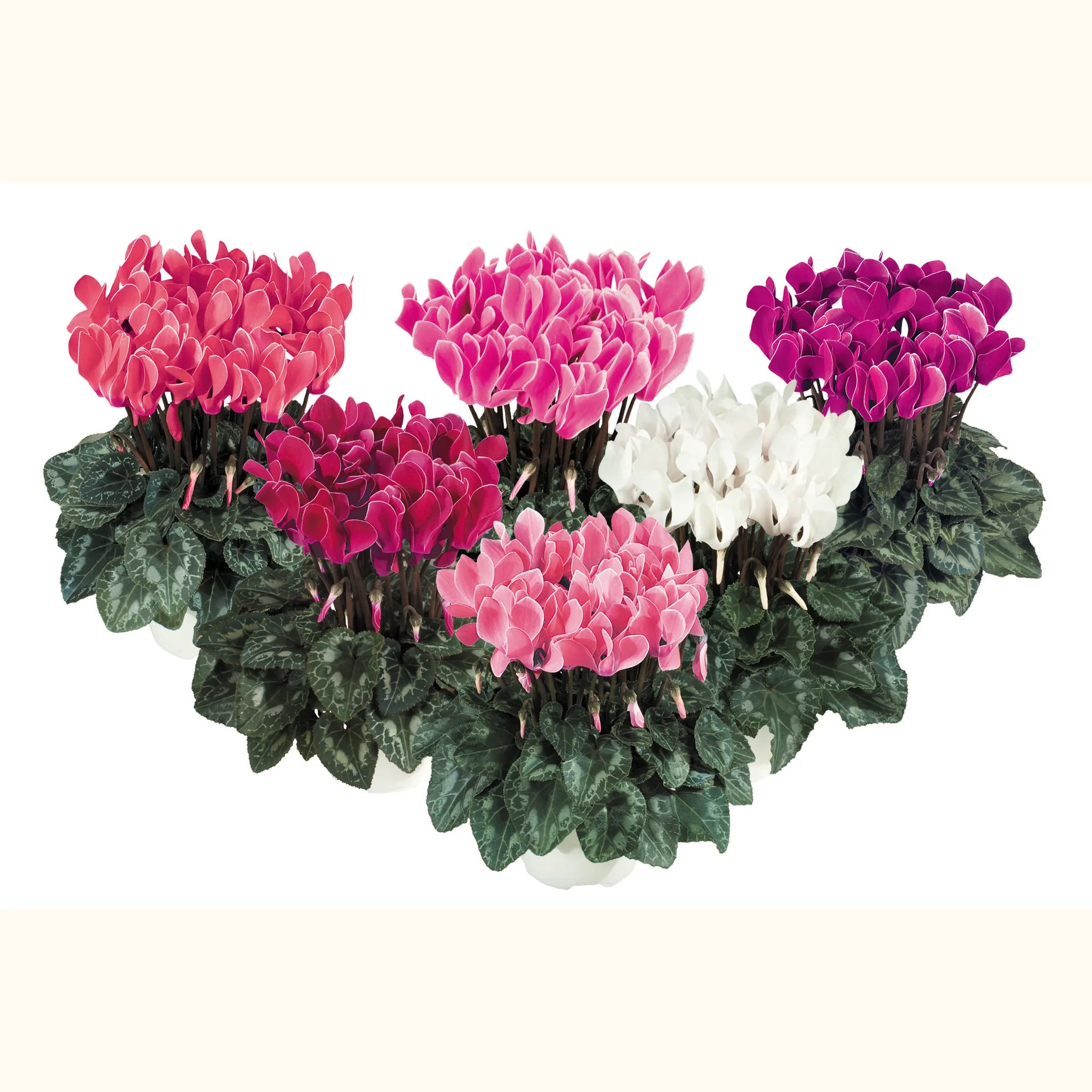 Tianis® Flamed mix