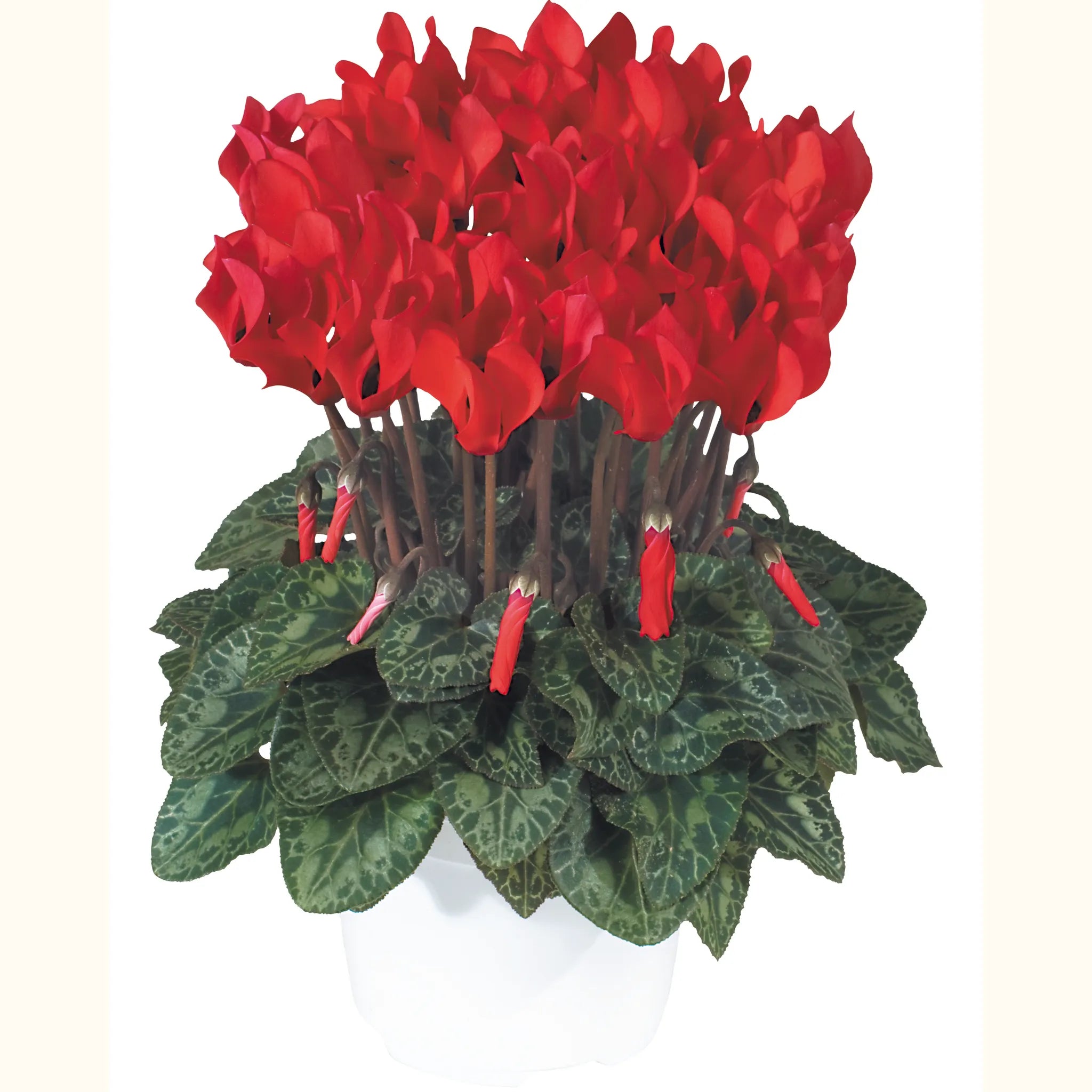 Metis® Bright red compact