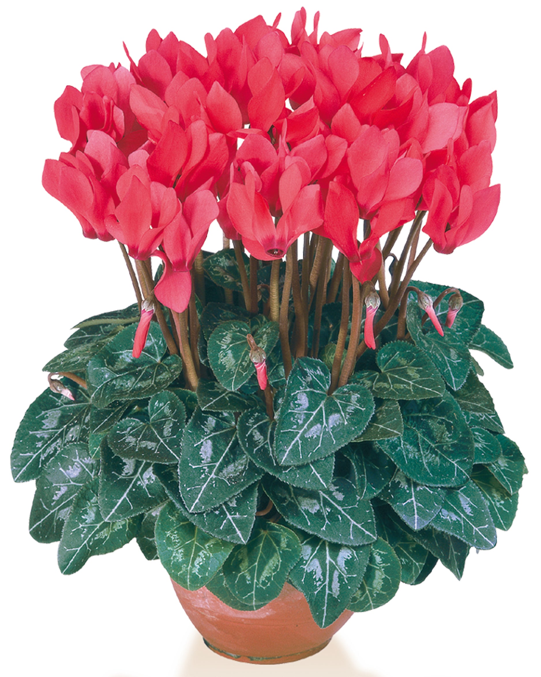 METIS® Scarlet salmon compact
