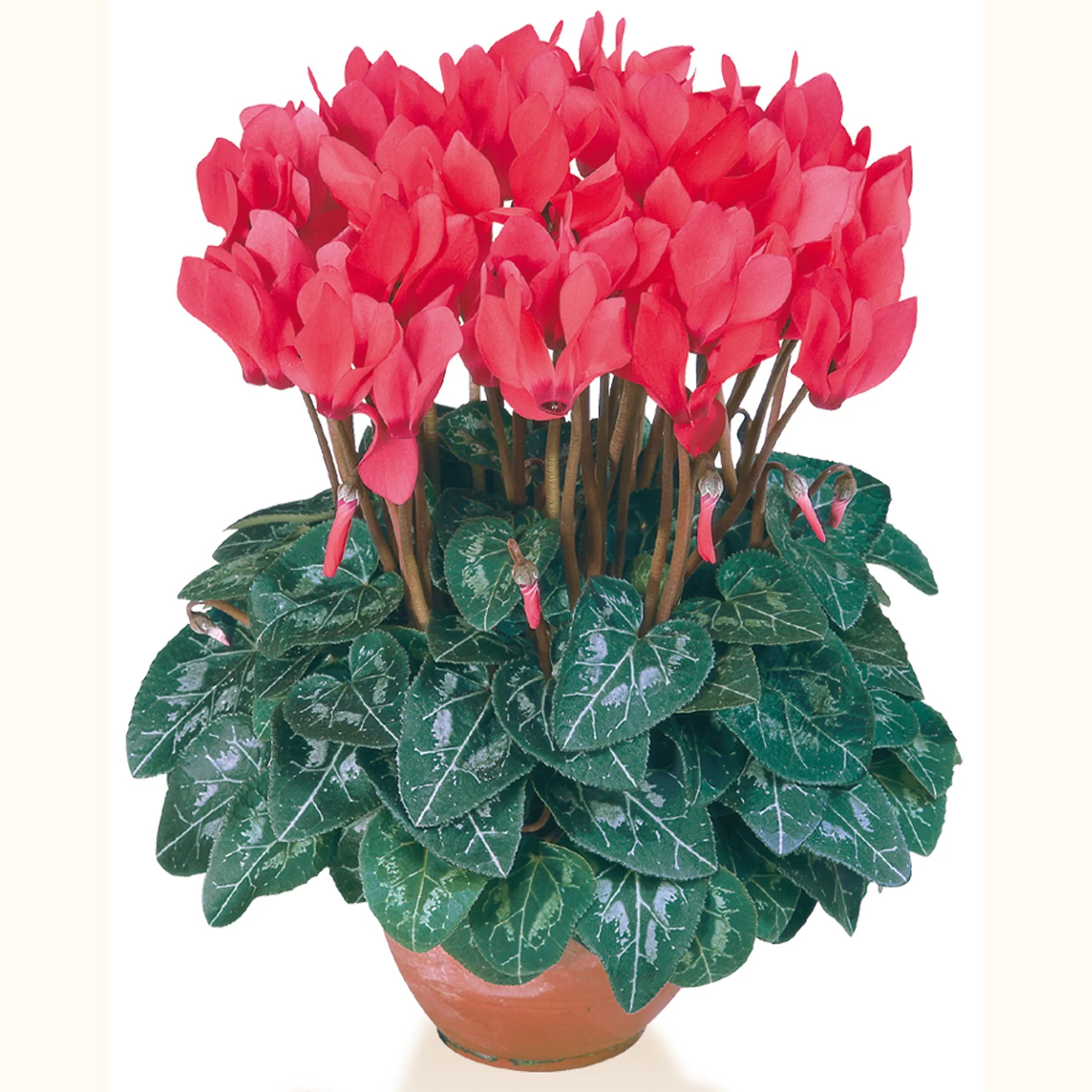 Metis® Scarlet salmon compact