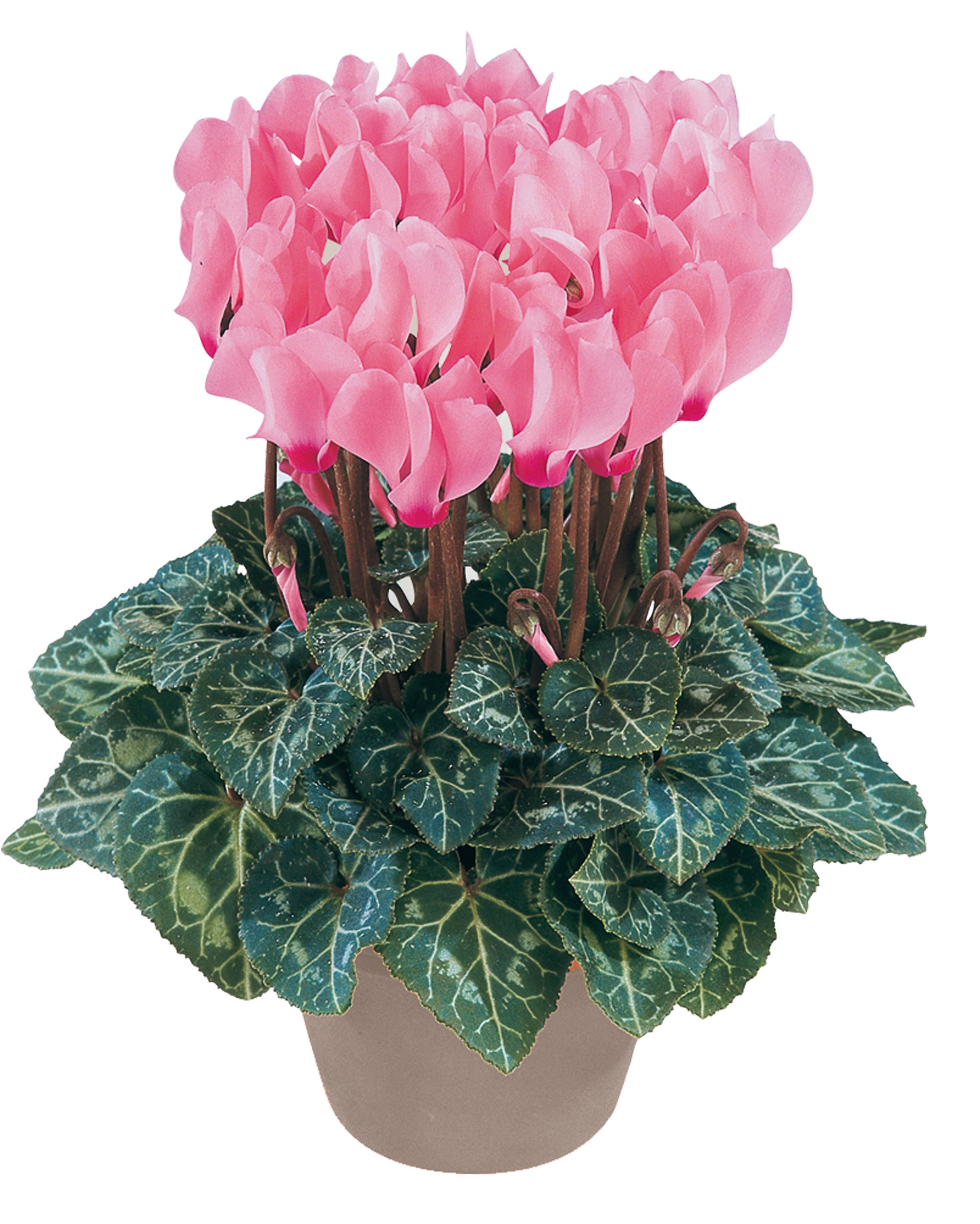 METIS® Salmon rose